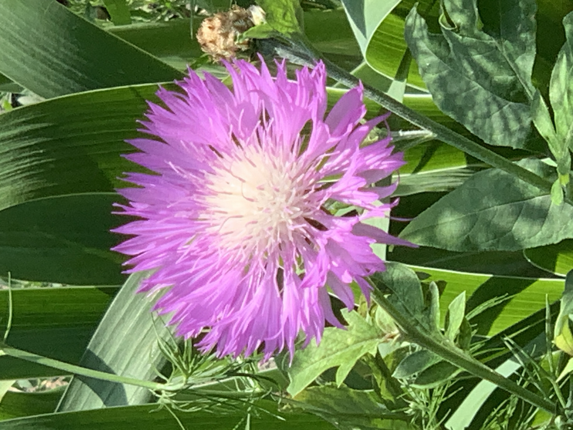 A close-up, eye-level shot captures a vibrant purple cornflower in full bloom, its delicate petals radiating outwards from a creamy white center. The flower is the central focus, with its spiky texture and soft color palette. Surrounding the cornflower are lush green leaves, some broad and smooth, others feathery and thin, creating a natural, slightly wild backdrop. The lighting suggests a bright, sunny day, with shadows casting across the foliage, adding depth and contrast to the scene. In the upper right quadrant, a dried, brown seed head of another plant is visible, hinting at the cycle of nature. The setting appears to be outdoors, possibly a garden or a field, in an unspecified urban location, Unknown, Unknown.
