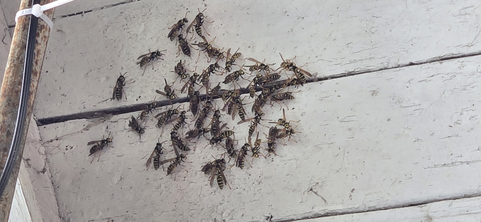 A colony of wasps is clustered on a weathered, white-painted wooden surface, possibly the exterior of a building. A dark, vertical line, likely a seam or support beam, runs through the center of the frame, with the wasps congregating on both sides. The wasps exhibit the characteristic yellow and black banding. The background shows a faded, aged wooden texture with visible grain and some signs of wear and tear. A thin, dark cable is visible at the top of the image, secured by a white zip tie to the wooden structure. There are no people or other animals present. The scene appears to be outdoors, in an urban or suburban setting, though no specific landmarks or indicators of Tel, Azerbaijan are discernible in the provided image.