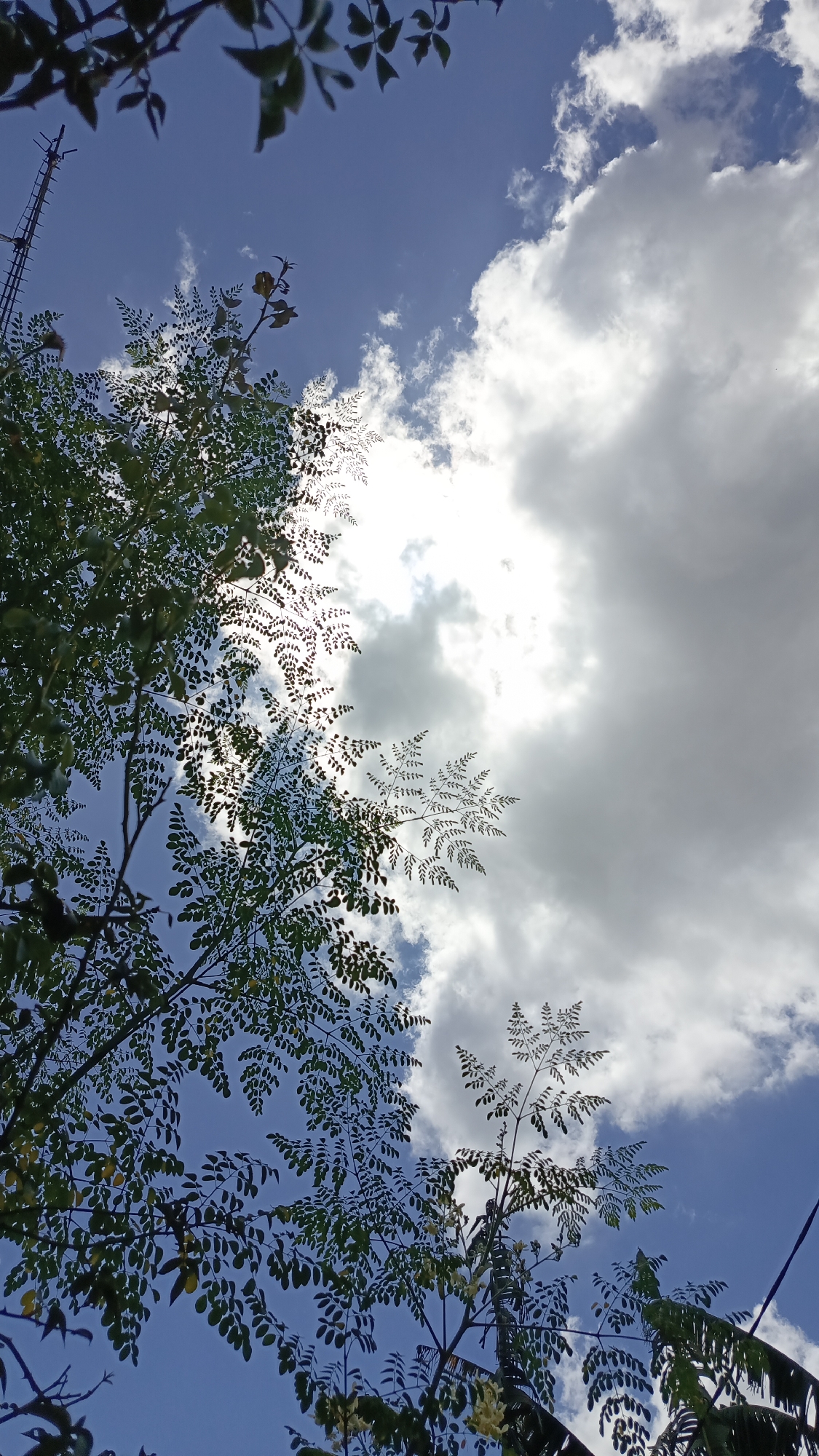 This image captures a low-angle view of the sky from under a canopy of green foliage, likely in Kebumen, Indonesia. The sky is a vibrant blue, partially obscured by large, white, fluffy clouds that catch the bright sunlight. The sun itself is a brilliant, almost white orb peeking through a gap in the clouds. The branches of a tree with small, serrated green leaves are silhouetted against the sky, with some leaves allowing the sunlight to filter through, creating a dappled effect. A tall, lattice-like structure, possibly a telecommunications tower, is visible on the left side of the frame, rising into the sky. The overall scene suggests an outdoor environment, possibly a park or a residential area with trees, under a bright, possibly partly cloudy day. The focus is on the interplay of light and shadow between the leaves and the sky.