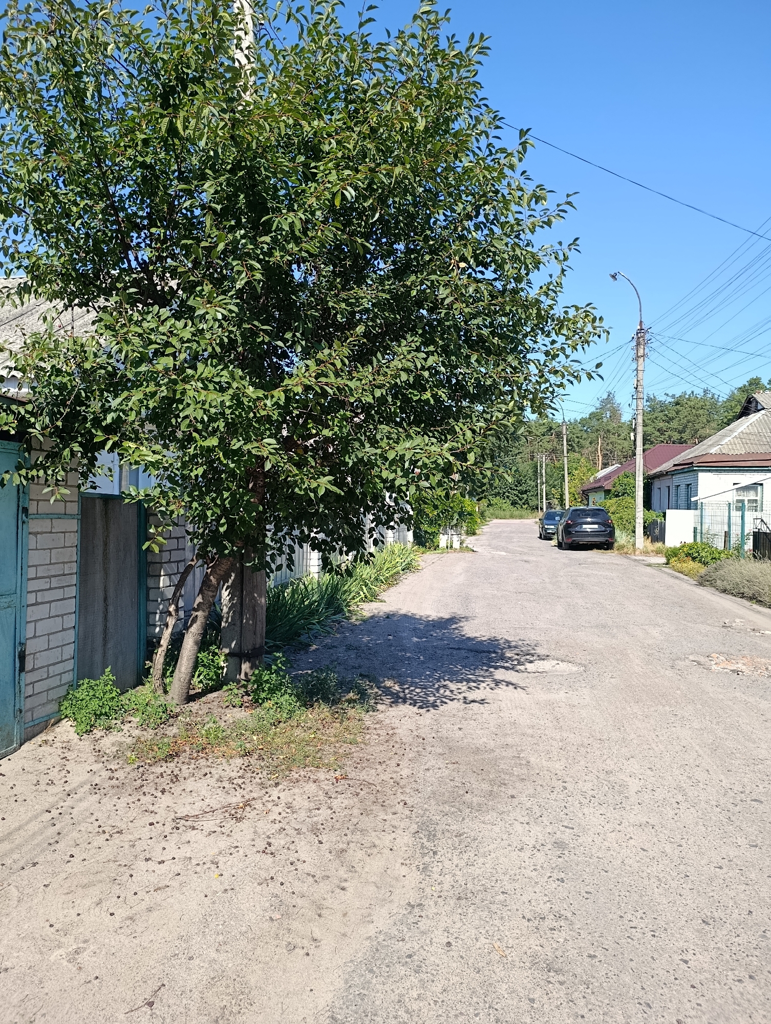 The image depicts a street scene in Cherkasy, Ukraine, on a clear, sunny day. A mature tree with lush green foliage dominates the left foreground, casting a shadow on the asphalt road. To the left of the tree, a light-colored brick wall and a turquoise gate are visible. The road itself is in moderate condition, showing signs of wear with some potholes. A utility pole with wires stands on the right side of the road, with a street lamp attached. Two cars are parked on the right side of the road further down: a dark-colored SUV and a black sedan. Houses with pitched roofs line the right side of the street, some with visible fencing. Green trees and vegetation are present in the background, suggesting a suburban or semi-rural setting within Cherkasy. The ground in the foreground, particularly around the base of the tree, is covered with small, dark debris, possibly fallen leaves or small fruits.