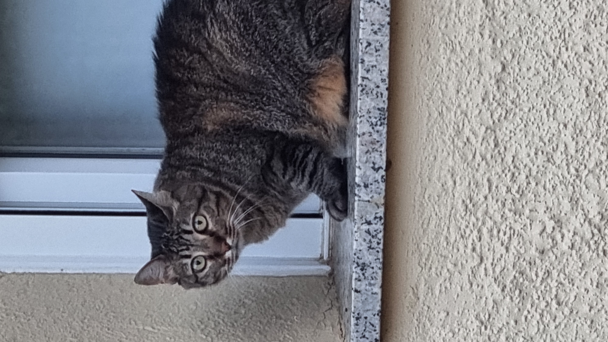 A tabby cat is sitting on a granite windowsill outside a building. The cat is facing the camera with its eyes wide open and its ears perked up. Its fur is a mix of brown, black, and gray stripes. The background shows a textured, light-colored wall to the left and a blue window to the right. The windowsill appears to be speckled with black and white granite. The image captures the cat in a moment of apparent observation. The location is Sant Joan Les Fonts, Spain.