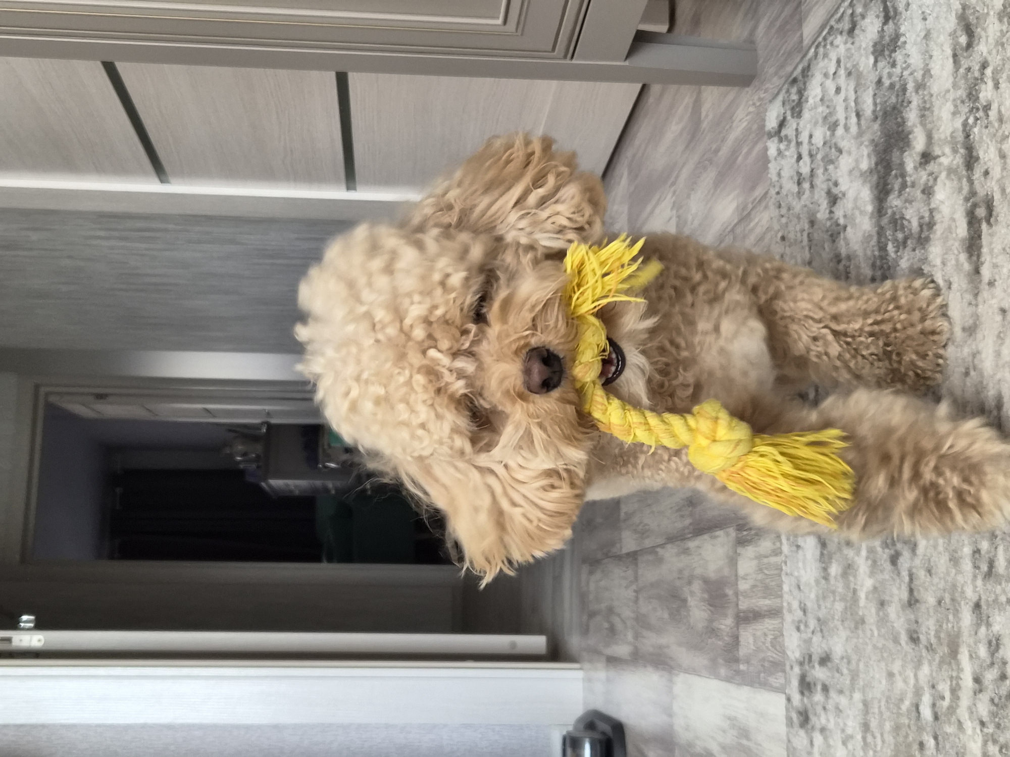 A light brown poodle is standing on a rug in a hallway and holding a yellow rope toy in its mouth. The dog is facing the camera with its eyes mostly closed. The hallway has light gray wooden flooring and a gray rug. There are two doors visible in the background, one is ajar and leads to another room, while the other is closed. A cabinet or wardrobe is visible on the right side of the image. The overall lighting suggests an indoor environment. The location is not specified as Cherepovets, Russia, as no such information is present in the image.