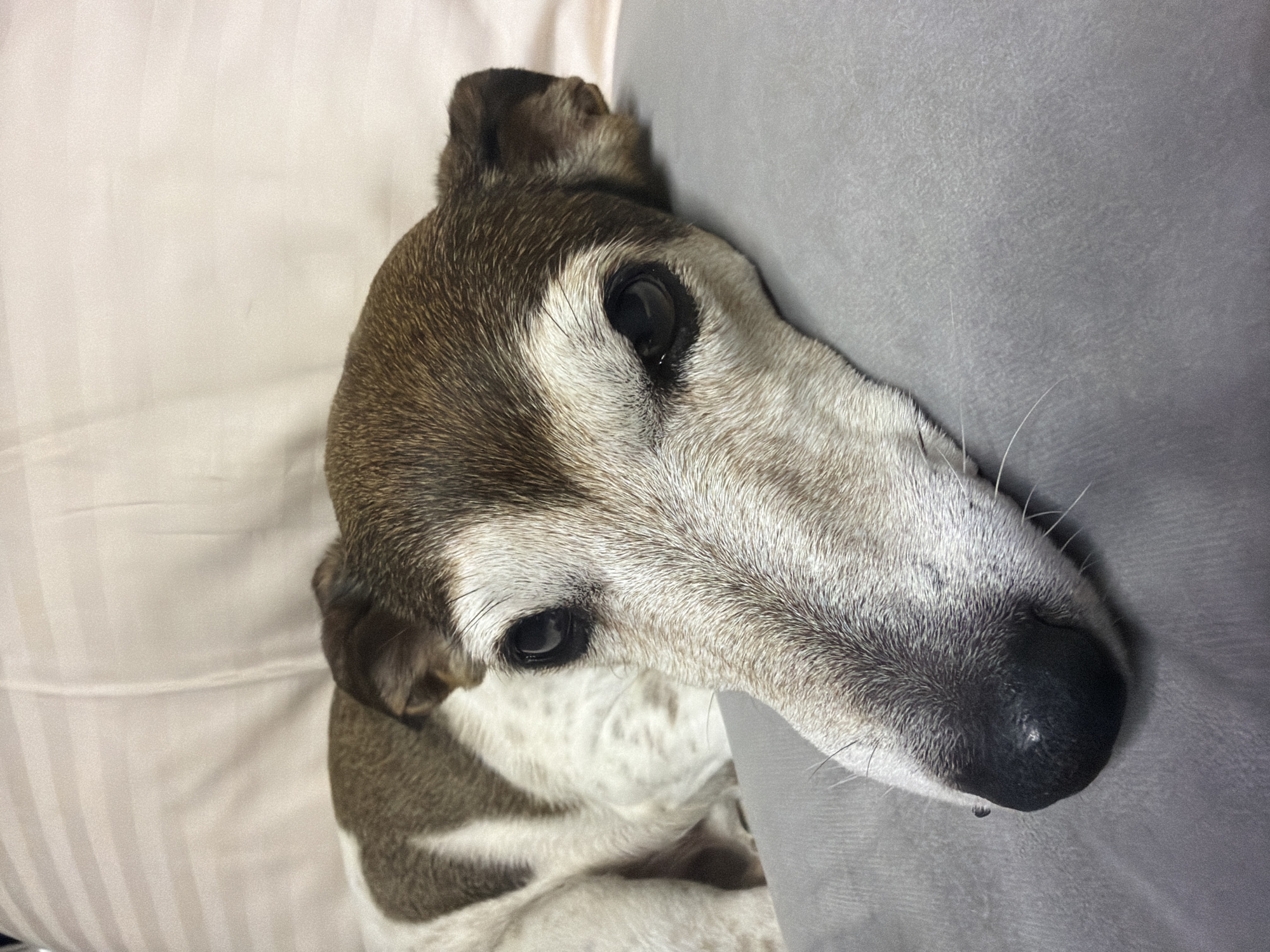 The image shows a close-up of a dog lying on a grey pillow. The dog has brown and white markings and is looking towards the camera with its head resting on the pillow. The background appears to be a striped, light-colored fabric, possibly a bedspread or couch. The image does not contain any information about the city of Dubovaya, Russia.