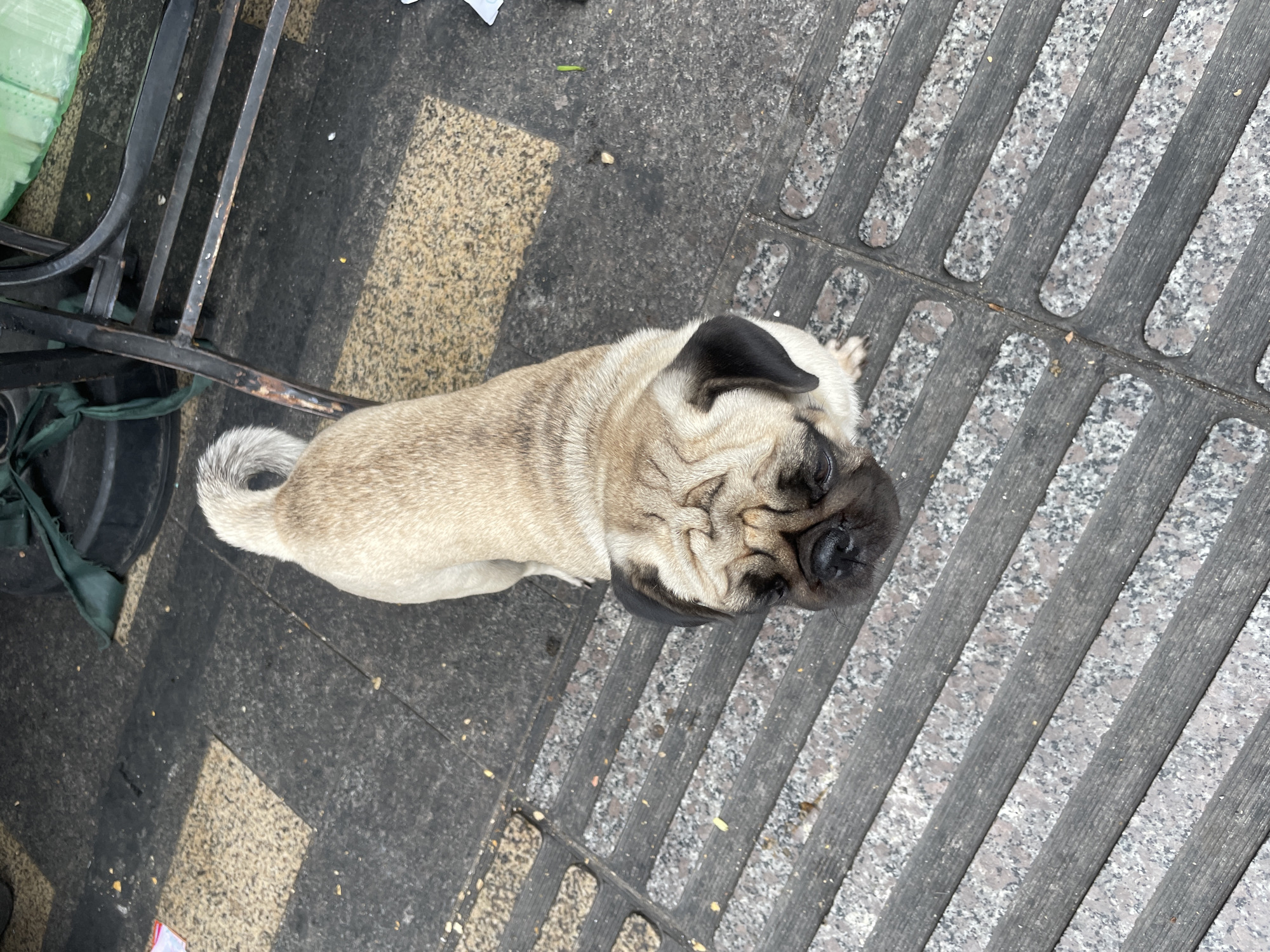 A tan pug dog is standing on a sidewalk in Thủ Đức, Vietnam. The dog is facing upwards and looking at the camera. The sidewalk is made of concrete tiles and has a metal grate in front of it. In the background, there is a black metal chair and some green bags. The scene appears to be outdoors, likely on a street or in a public area.