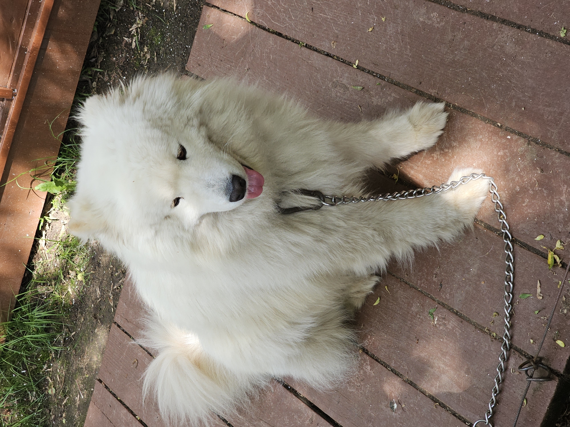 A white Samoyed dog lies on a brown wooden deck in Khimki, Russia. The dog is on its side with its tongue sticking out. It is wearing a metal chain leash. The deck is partially shaded, and some vegetation is visible near the edge.