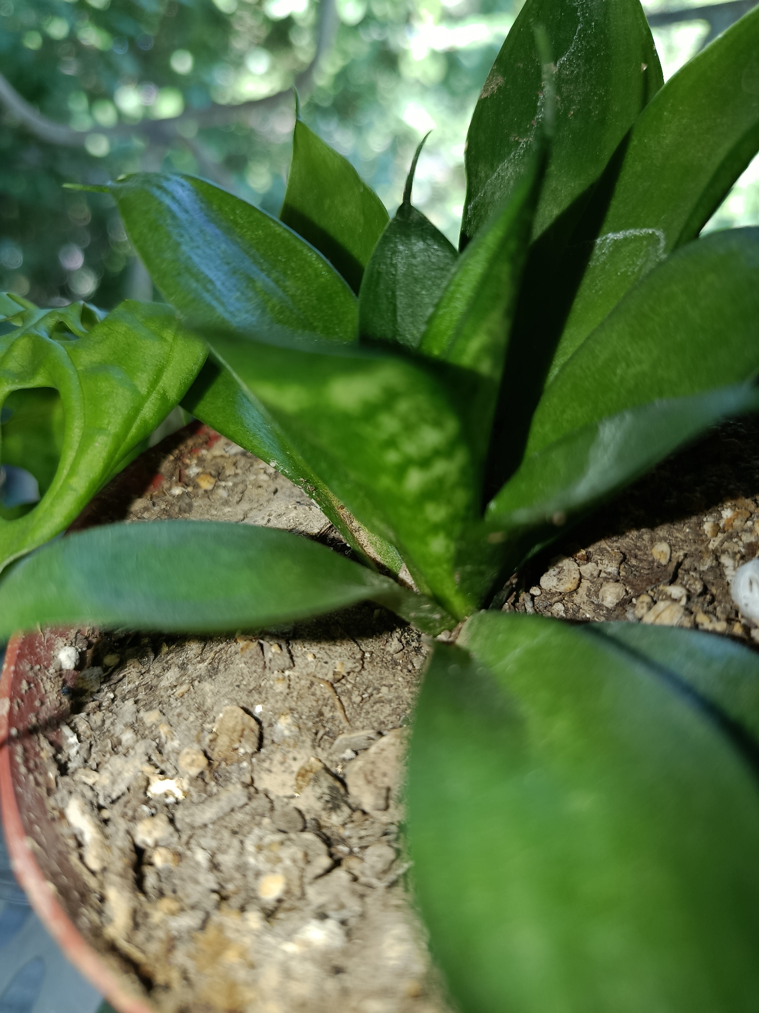 The image shows a close-up of a potted plant with thick, green, succulent leaves. The soil in the pot is visible and appears to be a mixture of dirt and small pebbles. The plant is likely indoors or in a shaded outdoor area, as evidenced by the dappled light and blurry green background, which suggests foliage and possibly sunlight filtering through trees. There are no people or animals visible in the image. The scene is a still life, focusing entirely on the plant and its immediate surroundings. The location in Tashkent, Uzbekistan is not discernible from the image itself.