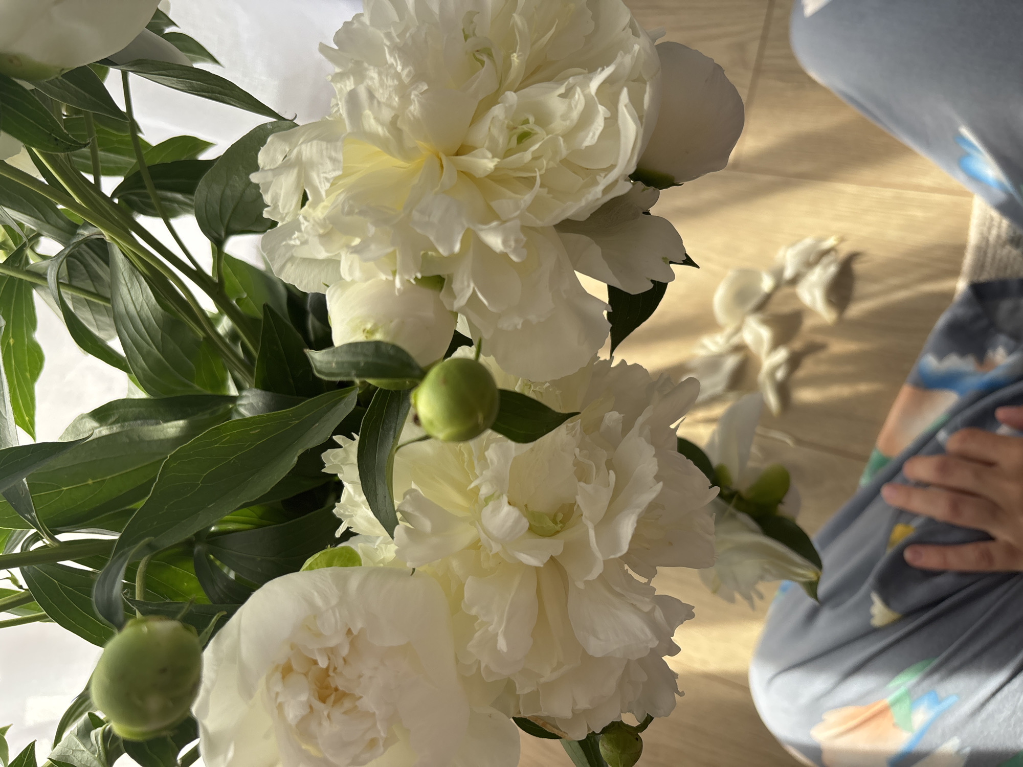 A close-up, overhead shot captures a bouquet of white peonies arranged in a vase on a light-colored wooden floor. The peonies are in various stages of bloom, with some fully open and others still developing. Green leaves and buds are interspersed among the flowers. Sunlight streams in from the right, casting long shadows across the floor and illuminating the petals. In the foreground, the lower half of a person's legs and hands are visible, covered by light blue patterned pajama bottoms, suggesting a domestic setting in Chaikovsky, Russia. A few fallen petals are scattered on the floor near the bouquet, indicating that the flowers may have been recently arranged or are starting to wilt. The overall impression is one of a serene and intimate moment, with the natural beauty of the flowers contrasted against the casual comfort of loungewear.