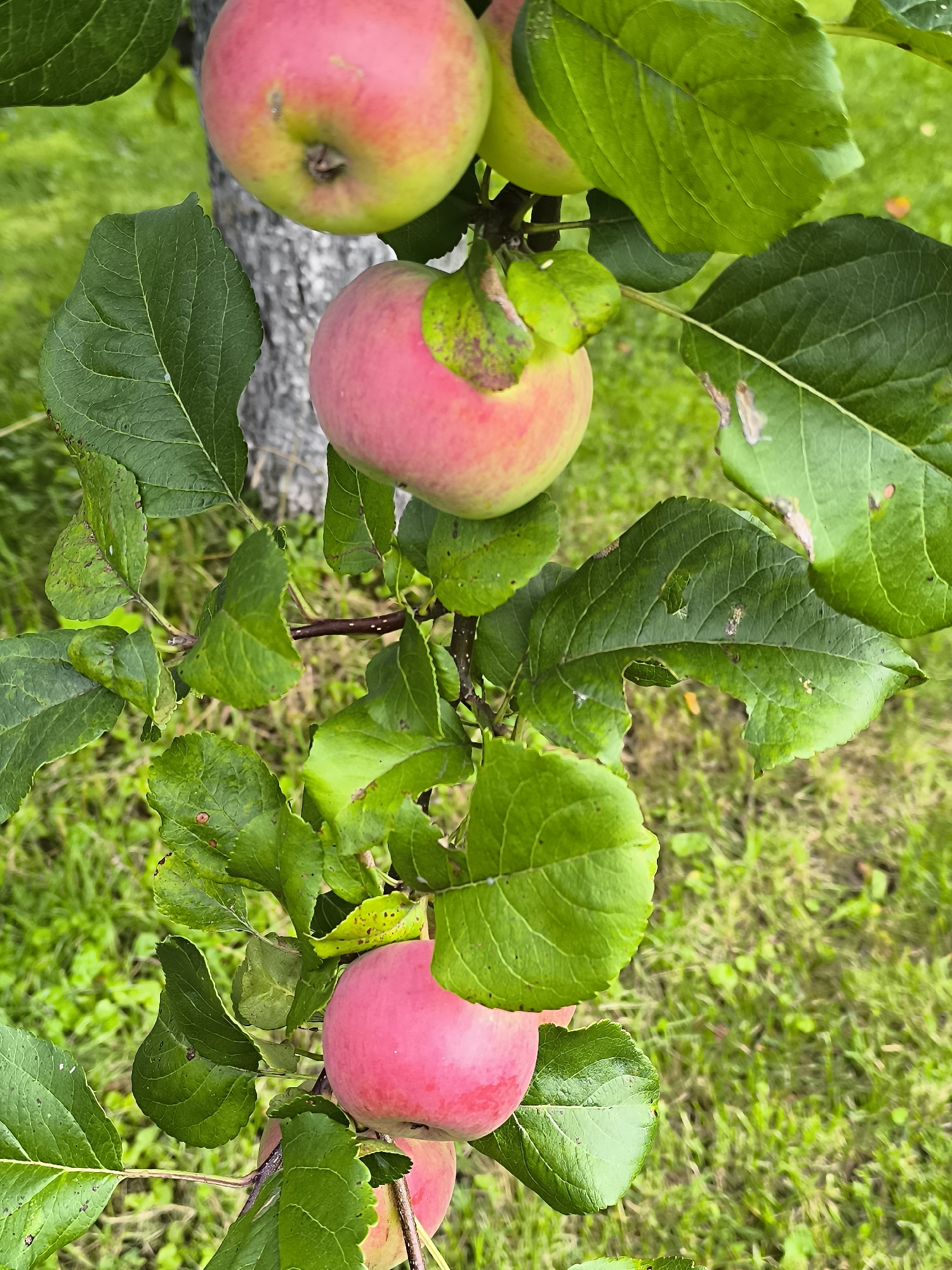 The image shows several ripe red apples hanging from a tree branch, surrounded by green leaves. The apples are a mix of red and green hues, with some showing signs of natural blemishes. The leaves are large and vibrant, with visible veins. The background consists of a blurred green lawn. The scene is outdoors, likely in a garden or orchard. The location provided, Dercekliai, Lithuania, suggests a rural or suburban setting. There are no people or animals visible in the image. The focus is entirely on the apples and the tree.
