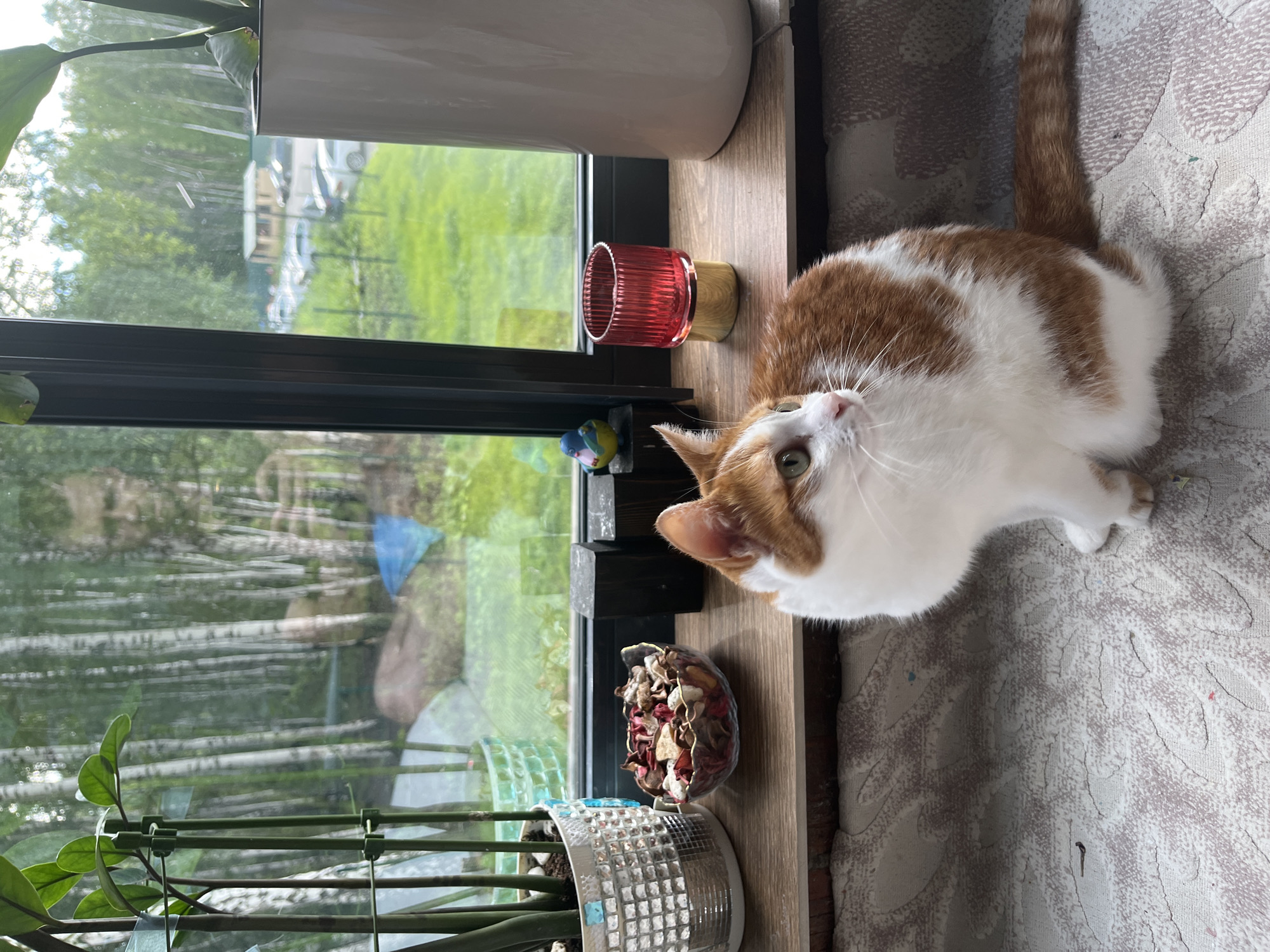 A domestic cat with orange and white fur sits on a textured surface in front of a window. The cat is facing right, with its head turned slightly to the left. In the background, through the window, a green, grassy area with trees and some buildings is visible. A reflection of a person is visible in the window. On the windowsill, there are several decorative objects, including a small bowl of potpourri, two dark rectangular blocks, a small ceramic bird, and a red glass holder. A large white pot is also on the windowsill to the right. The scene is indoors, with the window providing a view of an outdoor environment that appears to be located in the city of Prigorodny, Russia, given the appearance of a typical dacha settlement with wooden houses and birch trees.