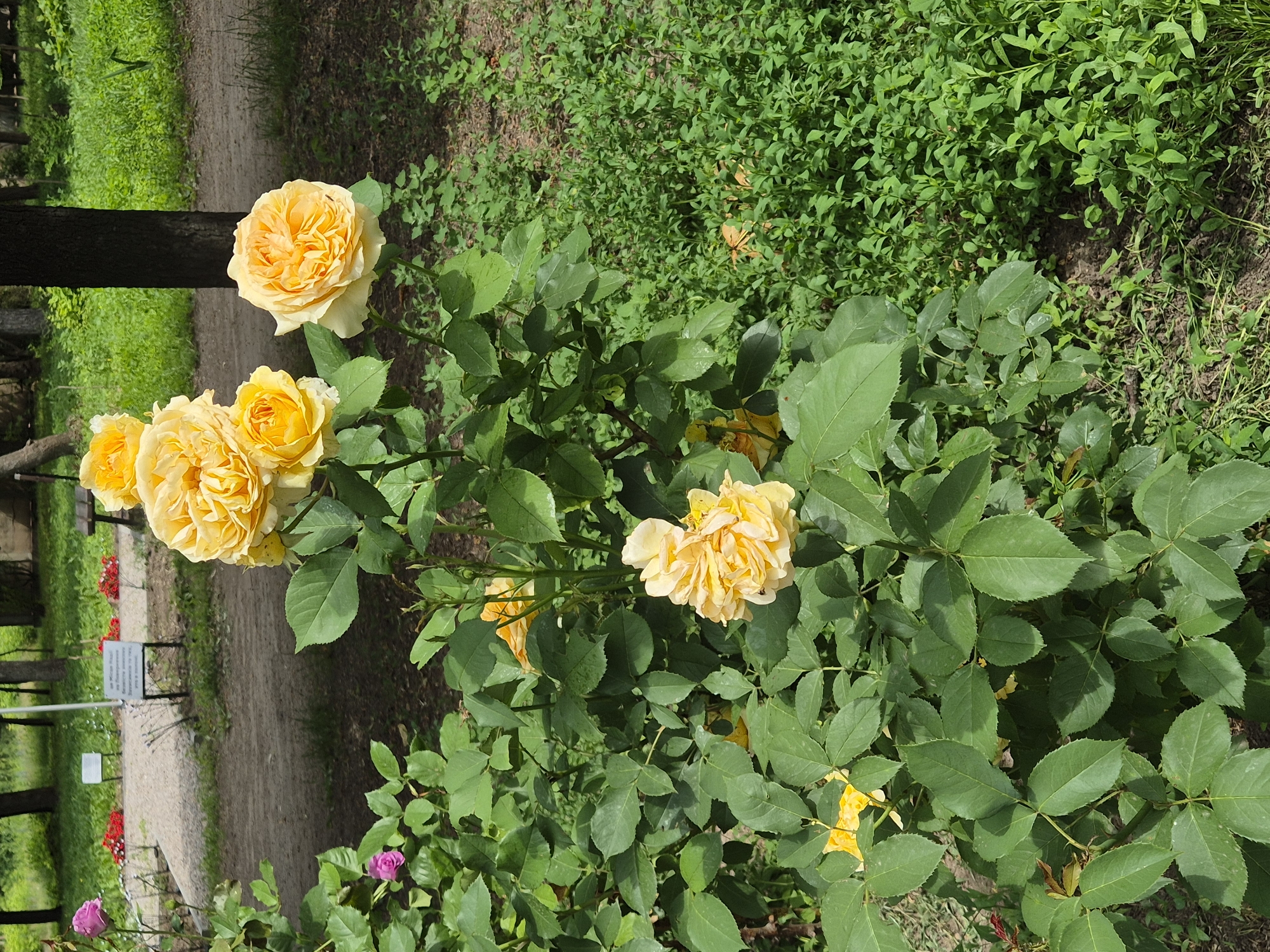 The image shows a close-up view of a rose bush with several yellow roses in bloom, set against a background of greenery and a dirt path. In the distance, there are trees and some white signs. The scene appears to be a park or garden area. The roses are the main subject, with detailed foliage visible. The lighting suggests it is daytime. The location is identified as Sozonivka, Ukraine.