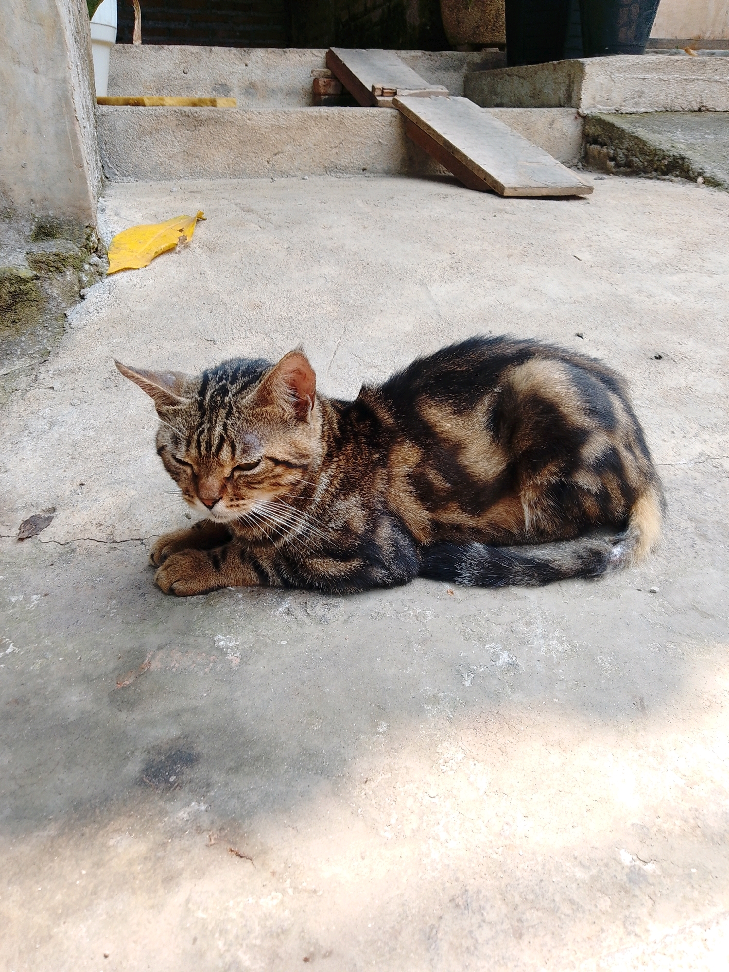 A tabby cat with brown and black stripes rests on a concrete surface. The cat is lying down with its paws tucked beneath its body and its eyes partially closed. The environment appears to be outdoors, possibly a courtyard or alleyway, with stone steps and a yellow leaf visible in the background. The lighting suggests it is daytime, with shadows cast on the concrete. The image does not provide any specific information about its location in Cikal, Indonesia.