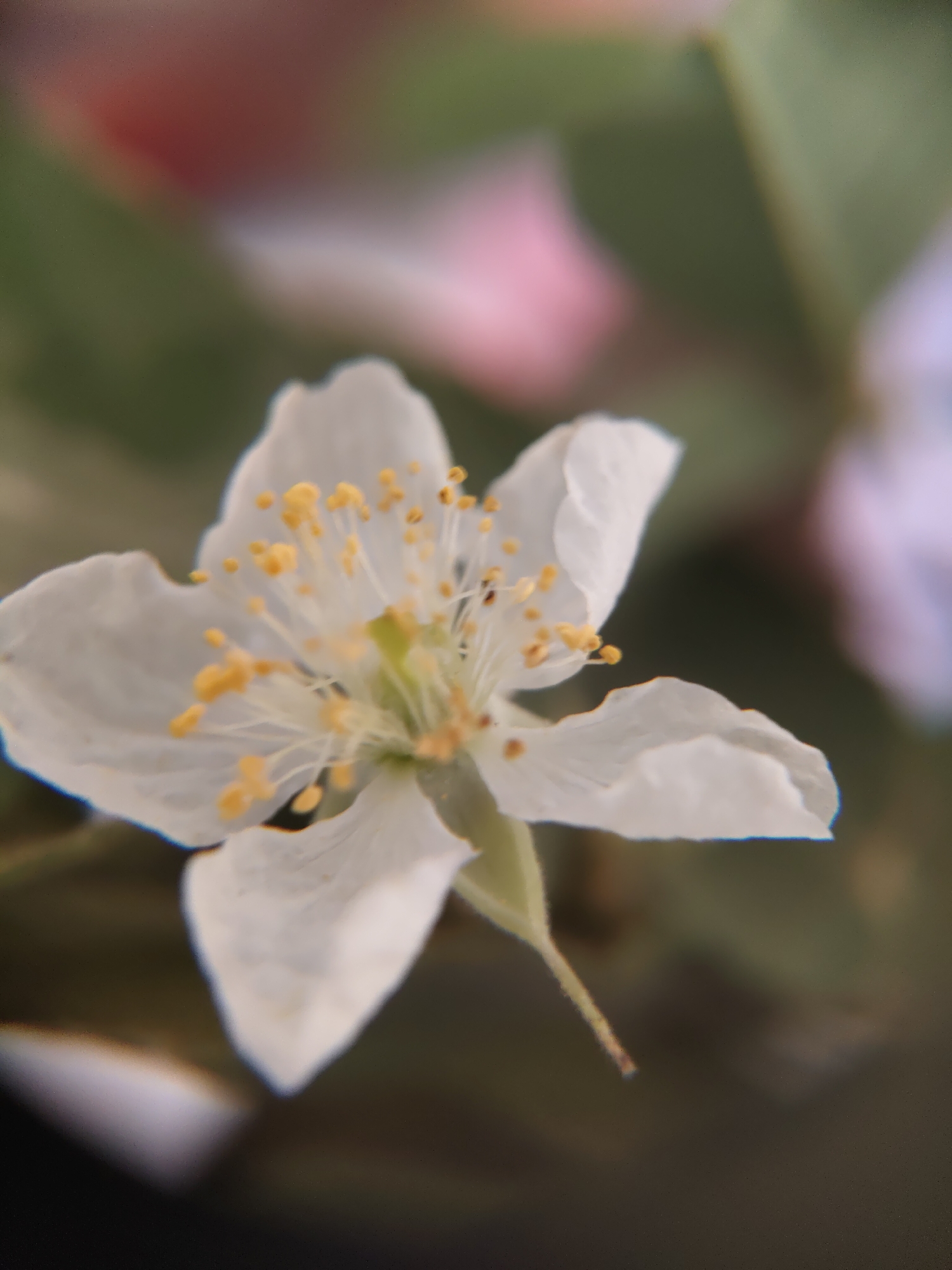 A macro photograph captures a white flower with yellow stamens. The flower is in focus, while the background is blurred with soft pink and green hues, suggesting an outdoor environment with other vegetation. The specific location in Baratpayaitek, Indonesia, is not discernible from the image.