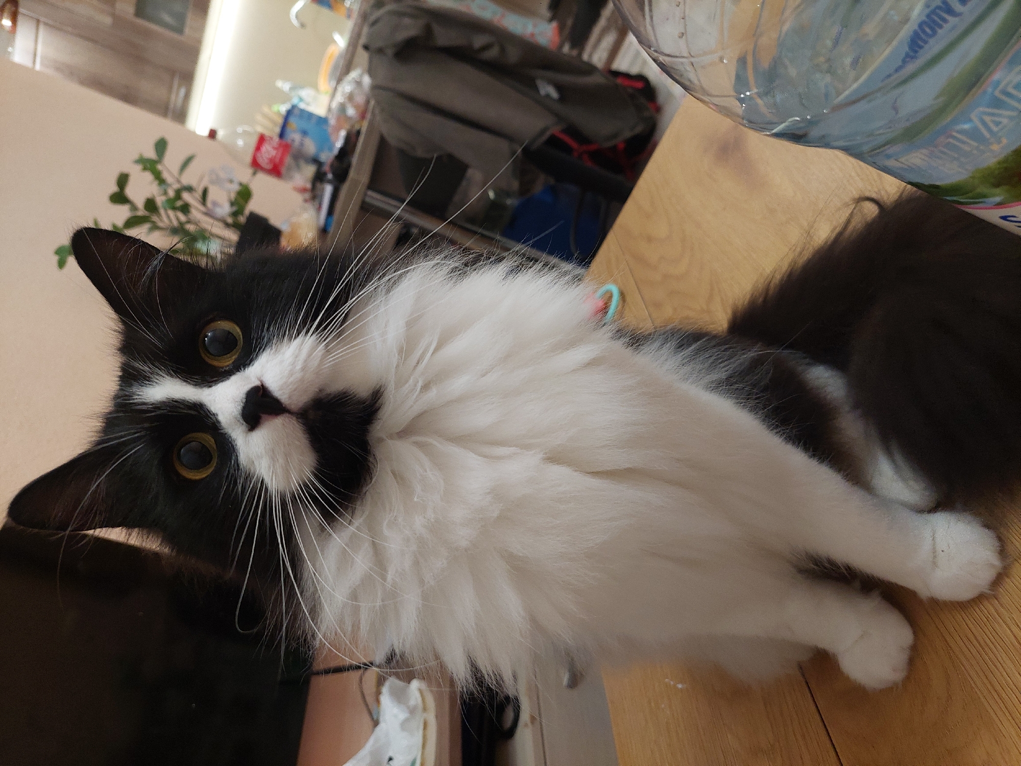 A fluffy black and white long-haired cat is the main subject, lying on a light brown wooden surface and looking directly at the viewer. The cat has striking yellow eyes with dilated pupils, a black nose, and prominent white whiskers. Its chest and front paws are covered in long, white fur, while its head, ears, and back are black.
The background is an indoor setting, largely out of focus. A light beige wall is visible behind the cat, along with a small green houseplant. Further back, there are glimpses of household clutter, including shelves, what appears to be hanging clothes or fabrics, and various bottles, one with a red label suggesting Coca-Cola. In the upper right corner, a large, transparent plastic bottle, likely containing water, rests on the wooden surface. Portions of its blue and green label show visible Cyrillic script, such as "СИРОП" or similar letters, consistent with the location context of Plovdiv, Bulgaria. The lighting is ambient indoor lighting, making the time of day unclear. The cat's posture and direct gaze convey curiosity and attentiveness.