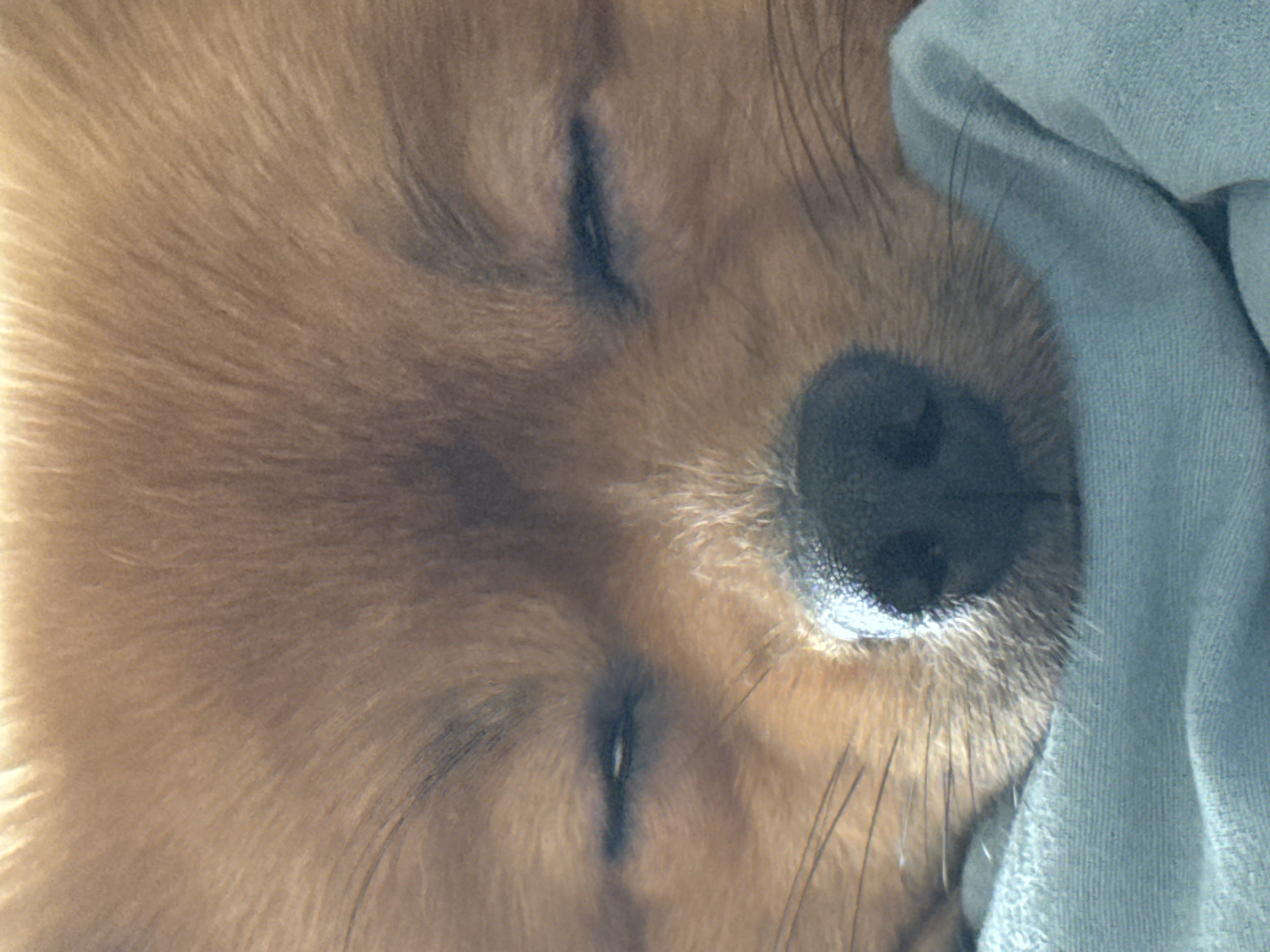 The image is a close-up shot of a Pomeranian dog sleeping, its eyes closed. The dog has reddish-brown fur and its nose is visible in the center of the frame. It appears to be resting on a light blue cloth. The background is out of focus and appears to be soft. There is no indication of the dog's location within the city of Khimki, Russia.