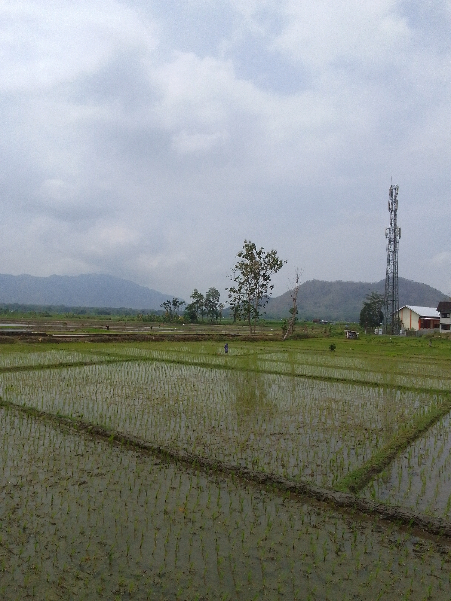 This image depicts a wide expanse of young rice paddies, likely in the early stages of growth, under a heavily overcast sky. The paddies are flooded, reflecting the muted light and showing rows of slender green shoots. In the foreground, the water's surface is rippled, creating a textured effect.
In the middle ground, a person, appearing as a small, dark figure, is visible within the rice fields, possibly engaged in farming activities. Beyond the paddies, a telecommunications tower stands tall on the right side of the frame, accompanied by a building with a white and orange facade. Further in the background, a tree with sparse foliage stands to the left of the tower.
The scene is framed by rolling hills in the distance, their forms softened by the atmospheric conditions. The overall impression is one of rural tranquility, with the agricultural landscape dominating the composition. Based on its features, this scene is consistent with the rice farming landscapes found in regions like Trenggalek, East Java, Indonesia, known for its extensive agricultural lands and hilly topography.