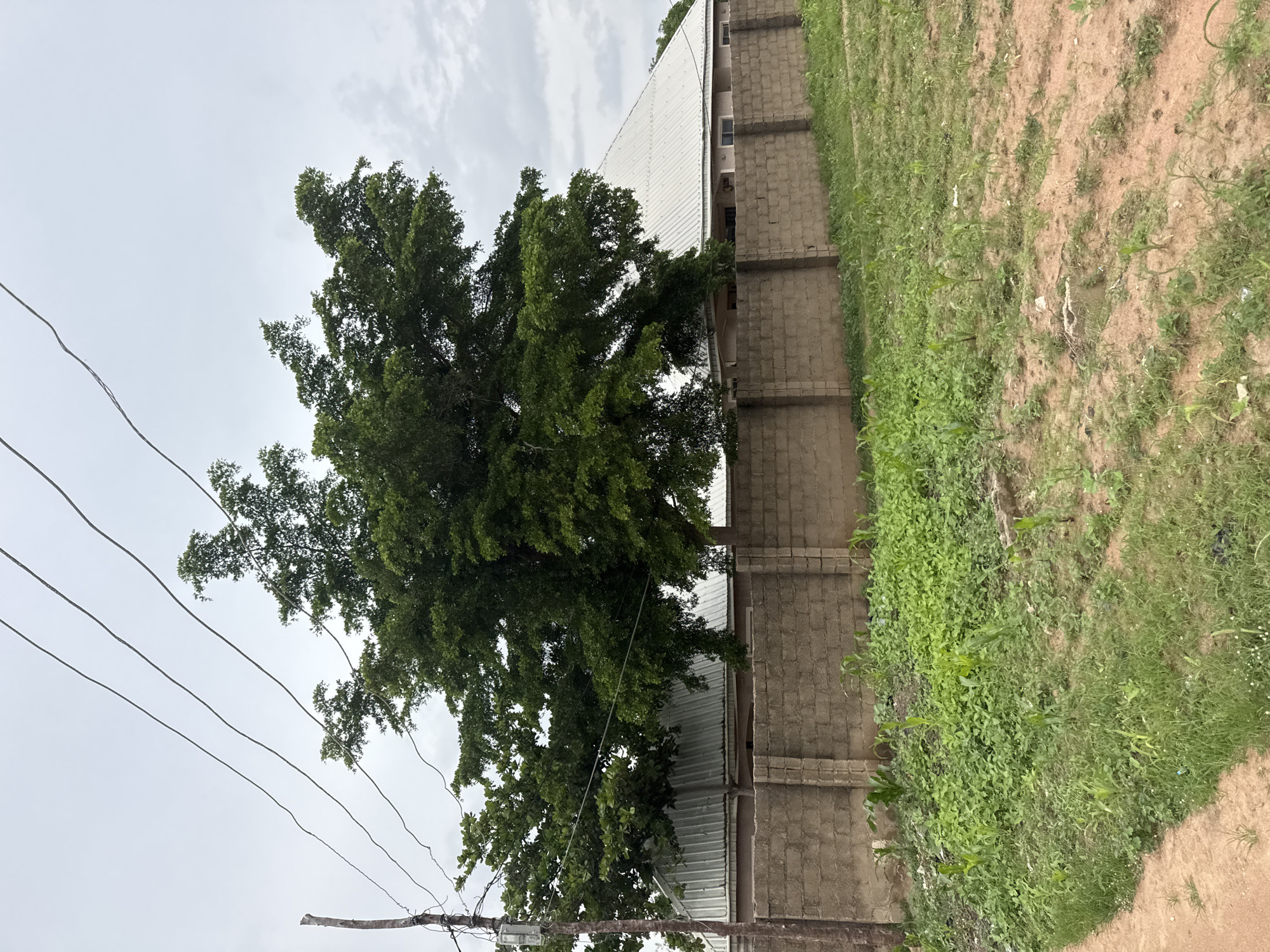 The image depicts an outdoor scene in Jauro Yinu, Nigeria, on an overcast day. In the foreground, a dirt path is visible on the left, bordering a patch of uneven ground with sparse green vegetation and some young corn plants. Behind this, a concrete block wall runs horizontally across the frame, forming a boundary. Beyond the wall, a large, leafy green tree dominates the midground, its branches spreading widely. To the right of the tree, a building with a white, corrugated metal roof is partially visible, featuring several windows. Overhead, several power lines stretch across the sky, supported by a wooden pole on the far left. The overall environment appears to be a semi-urban or rural residential area.