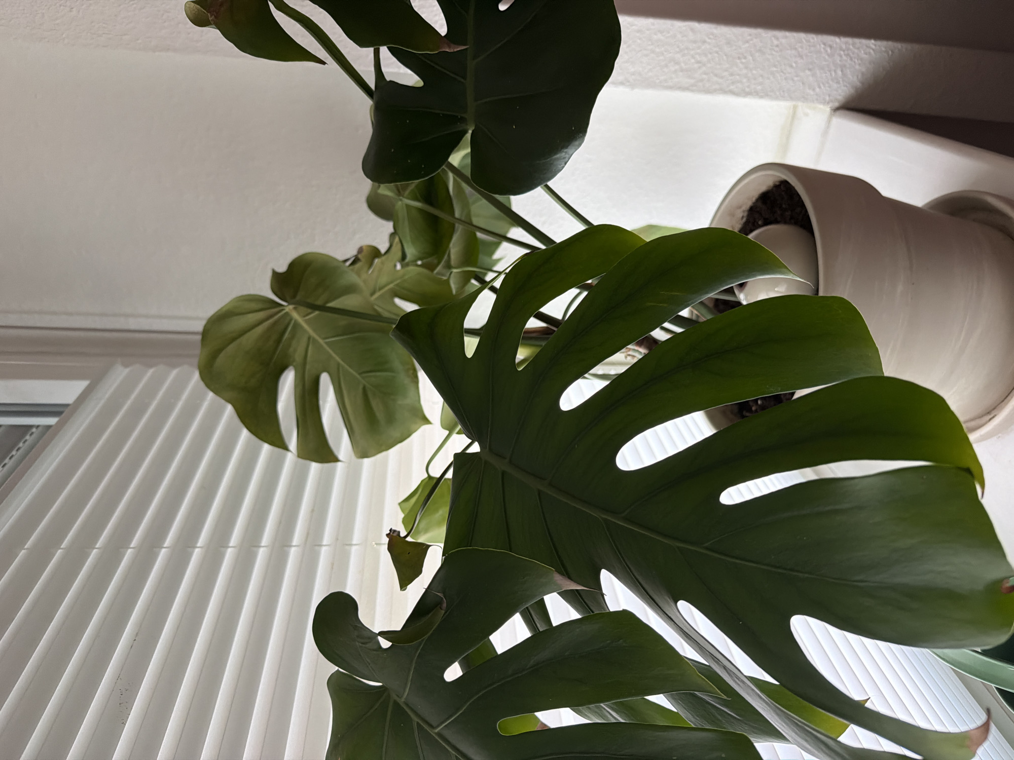 The image shows a close-up of a Monstera deliciosa plant in a white ceramic pot. The plant has large, green, fenestrated leaves. The pot sits on a white windowsill, with white horizontal blinds visible in the background. A white wall is to the right of the plant. The lighting suggests an indoor setting. The specific location in Herne, Germany is not determinable from the visual information provided.