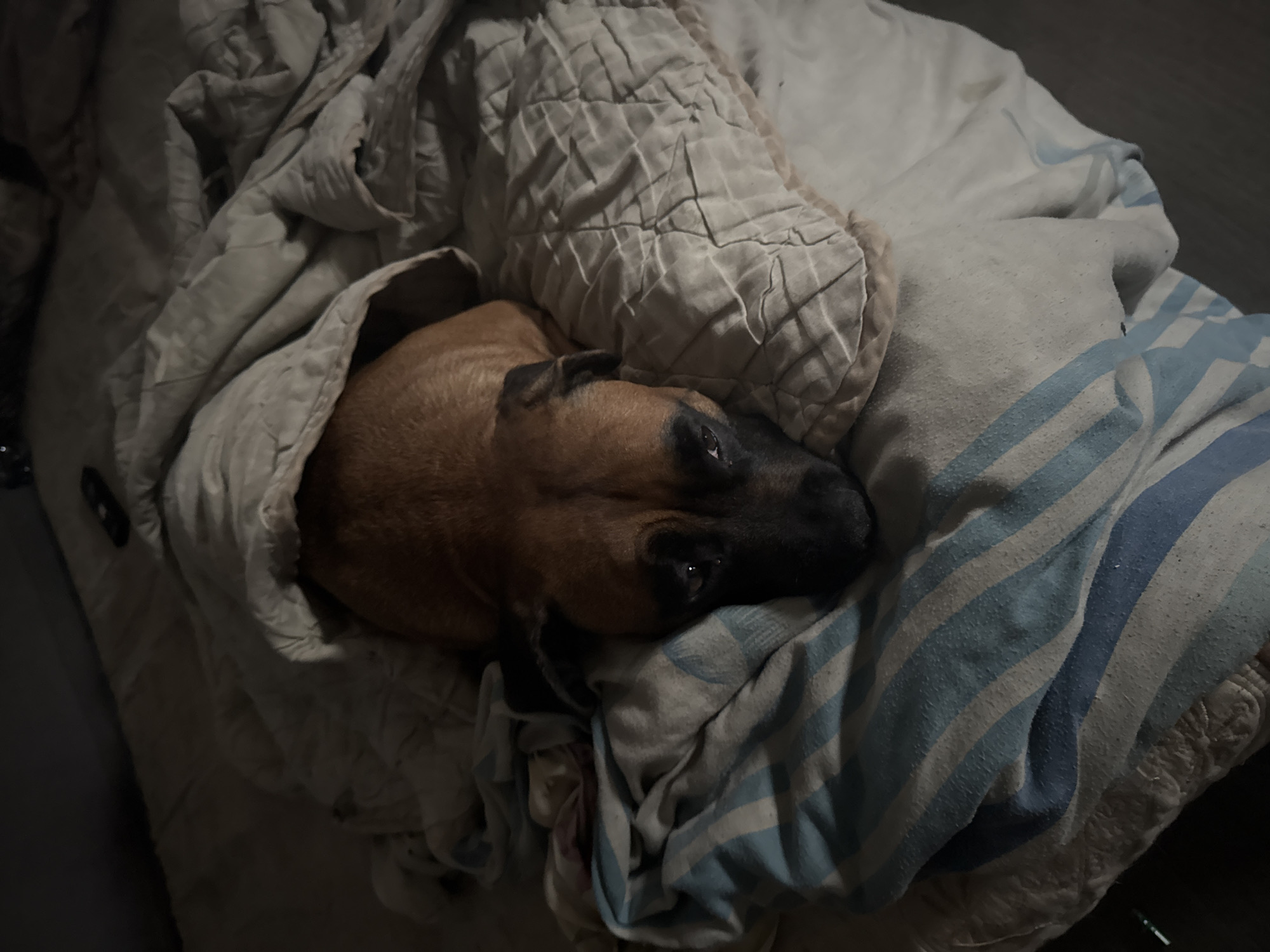 The image captures a brown dog, possibly a Staffordshire Bull Terrier or similar breed, deeply nestled and covered by blankets on what appears to be a bed or couch. The dog's head is visible, resting peacefully, with its eyes mostly closed, indicating it is sleeping or in a state of deep relaxation.
The bedding consists of multiple layers, including a quilted, light beige or grey comforter and another blanket featuring blue and white stripes. The folds and textures of the blankets create a sense of warmth and comfort, enveloping the dog.
The scene is dimly lit, suggesting it is either nighttime, early morning, or a dark indoor environment. This low lighting contributes to a serene and intimate atmosphere, highlighting the dog's tranquil state. No human subjects are visible, and there is no discernible weather information from the indoor setting. There are no specific visual cues within the image itself to indicate the location is Chaikovsky, Russia, other than the provided context. No text is visible in the media file. The overall impression conveyed is one of profound coziness and peaceful slumber.