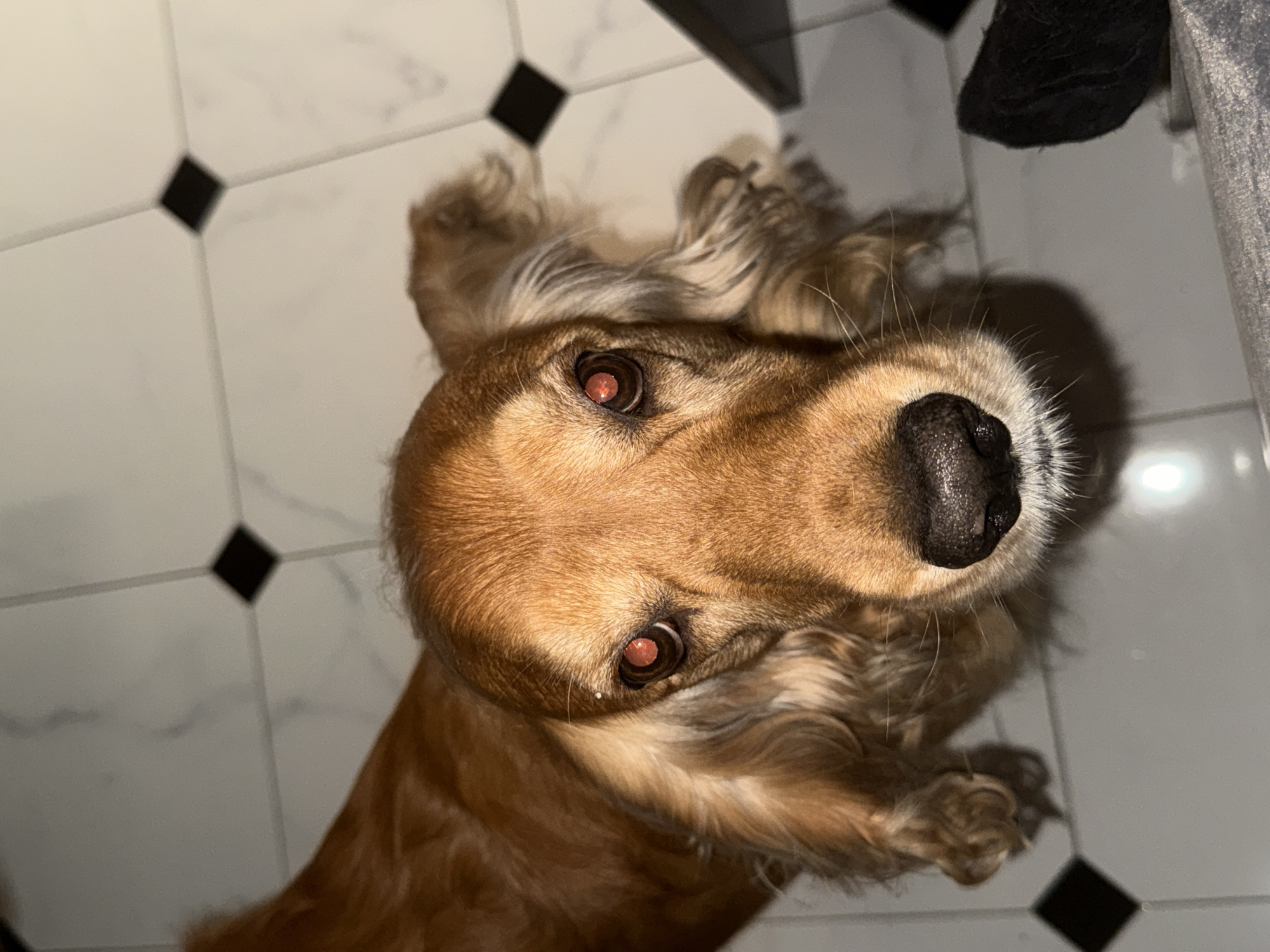A close-up, head-on shot shows a medium-sized dog with golden-brown fur. The dog is looking directly at the camera with its mouth slightly open, revealing a pink tongue and white teeth. The dog's ears are long and floppy, framing its face. The background consists of a tiled floor with a diamond pattern of black and white squares. The lighting is dim, casting shadows on the floor. The dog appears to be in an indoor setting, possibly a home.