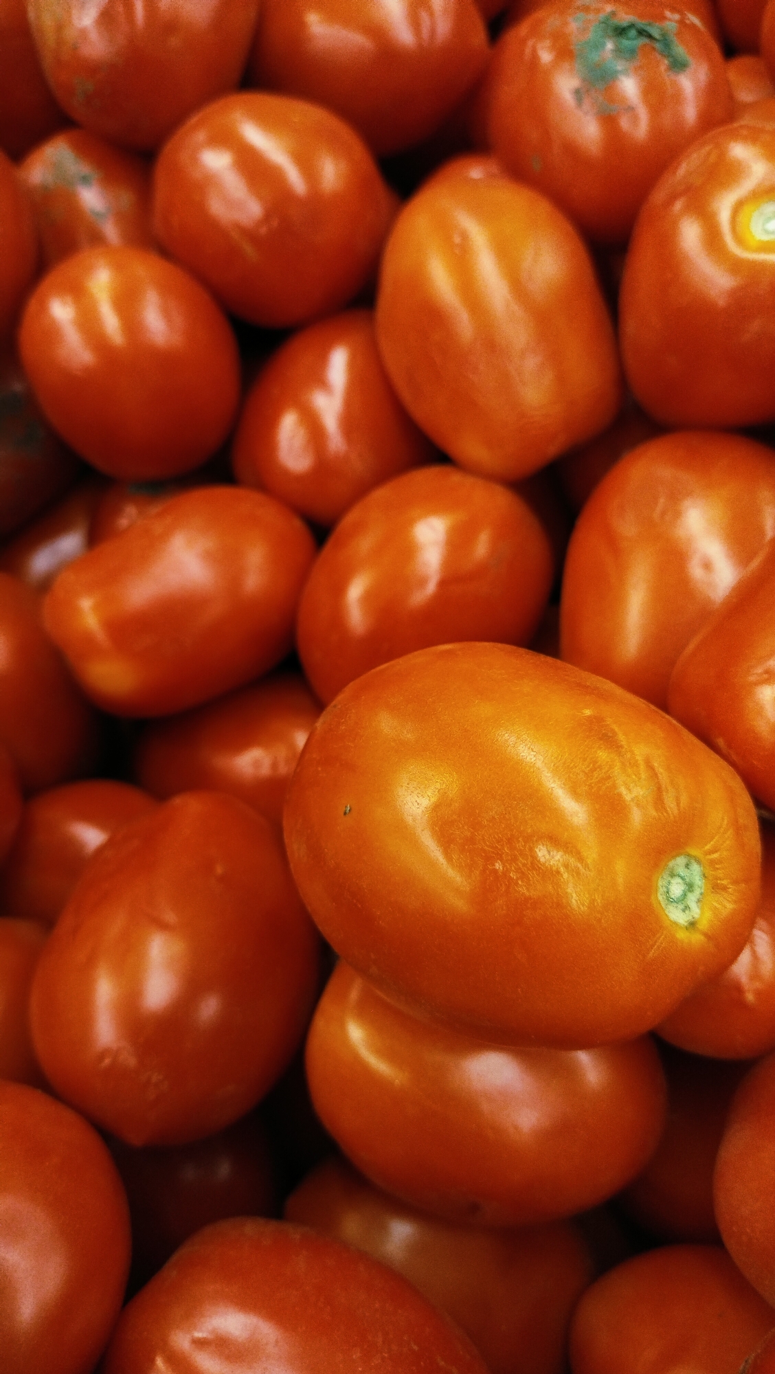 A close-up, vertically-oriented, eye-level medium shot displays a tightly packed pile of ripe, red Roma tomatoes. The tomatoes are plump and oval-shaped, with smooth, shiny skins that reflect the light, creating highlights and shadows. A few of the tomatoes show slight imperfections, such as a faint green discoloration on one, and small dark spots on others. One prominent tomato in the foreground has a green stem scar visible. The background is filled with more tomatoes, creating a sense of abundance. The lighting is bright and even, suggesting an indoor setting or shaded outdoor area. The image focuses solely on the tomatoes, with no surrounding environment or human presence visible.