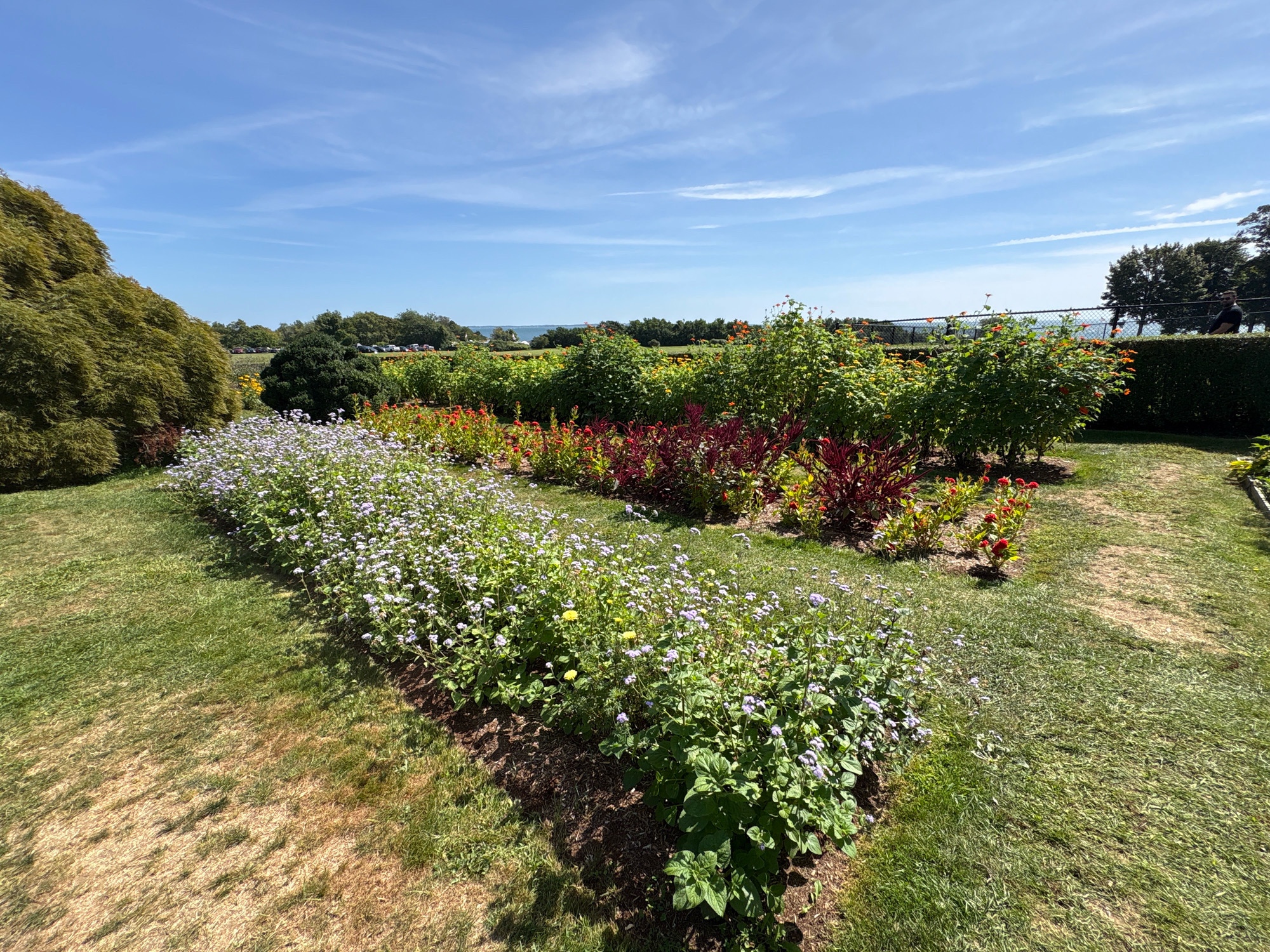 An elevated medium shot captures a garden with a long row of purple flowers in the foreground. The flowers are densely packed and form a curving line that recedes into the distance. Behind them, rows of red and orange flowers are planted. A lush green tree is on the left side of the frame, and a manicured hedge runs along the right edge. In the background, there are more trees, a body of water, and a bright blue sky with wispy clouds. A black-clad figure can be seen standing near the hedge on the right, looking out towards the water. The area appears to be a public garden or park.