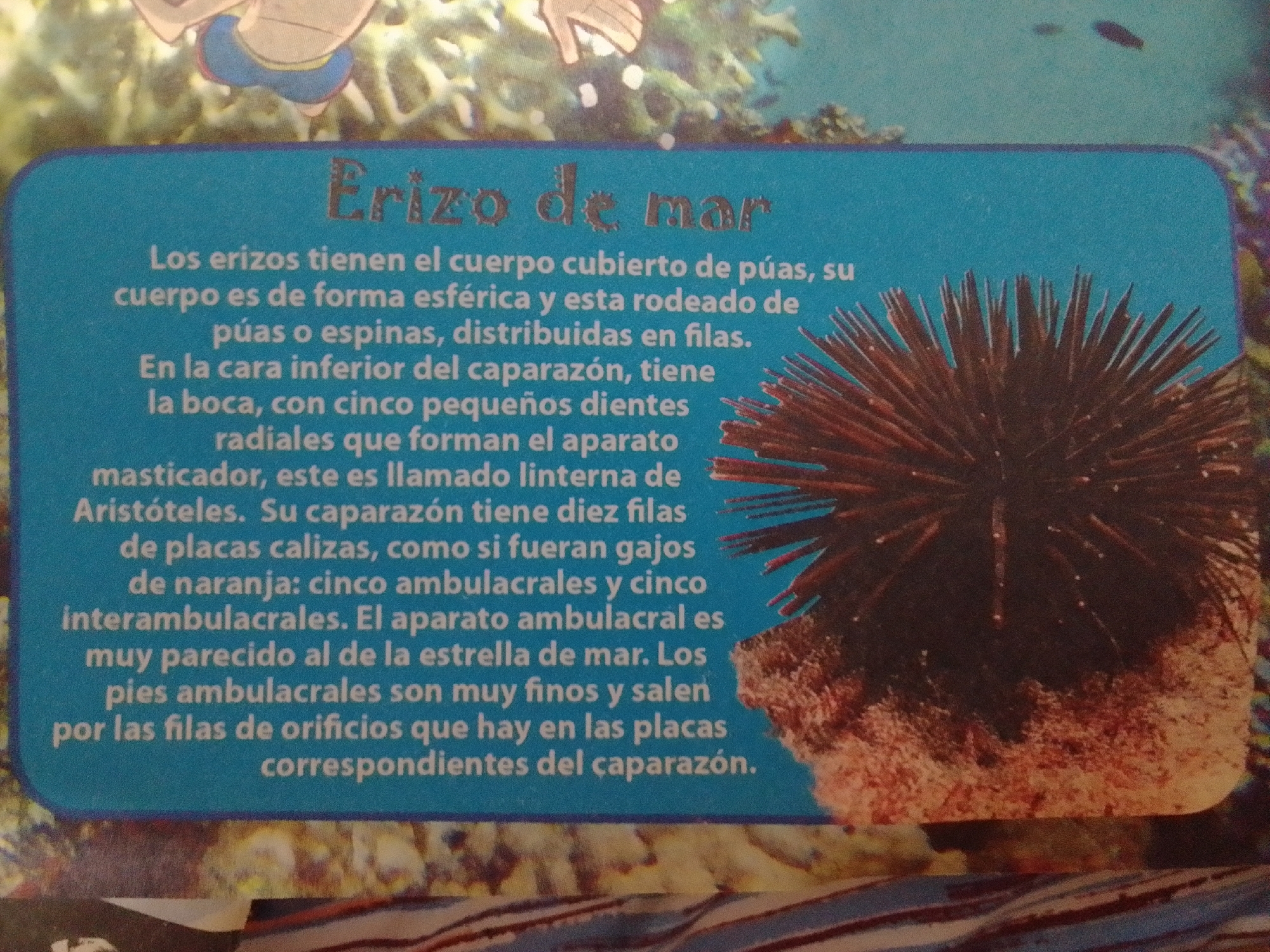 This is a photograph of an informational plaque about sea urchins. The plaque is rectangular and has a bright blue background. It features an illustration of a sea urchin on the right side of the frame. The text on the plaque is in Spanish and describes the anatomy and characteristics of sea urchins. The plaque is placed on a blurred background that appears to be an underwater scene with coral. There are no people or specific locations mentioned in the image. The plaque is likely from a museum exhibit or educational material.