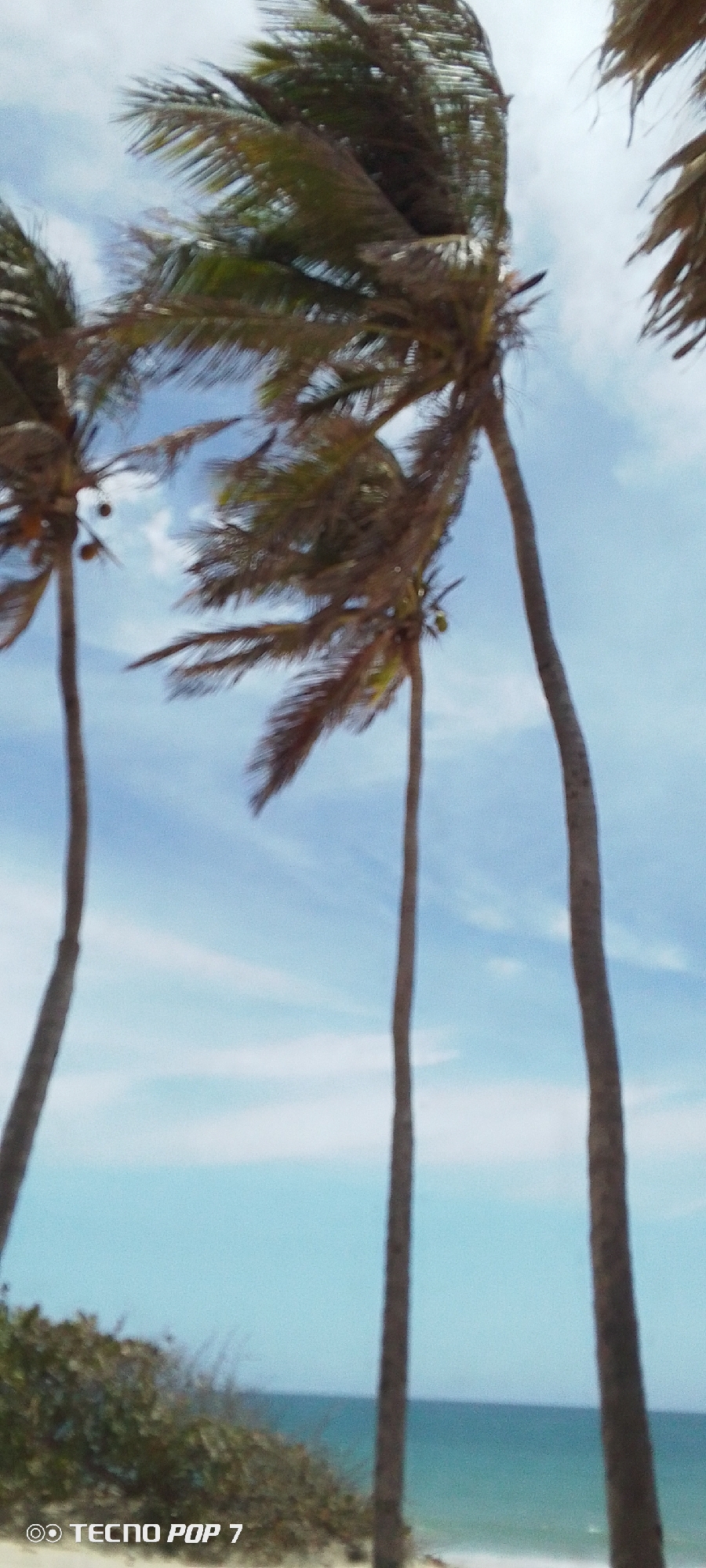 The image depicts a beach scene in Pedro González, Venezuela. Three palm trees are visible, their leaves swaying in the wind against a blue sky with scattered clouds. The trunks of the trees are tall and slender. In the foreground, there is vegetation and sand. A glimpse of the ocean can be seen in the distance. The image is slightly out of focus.