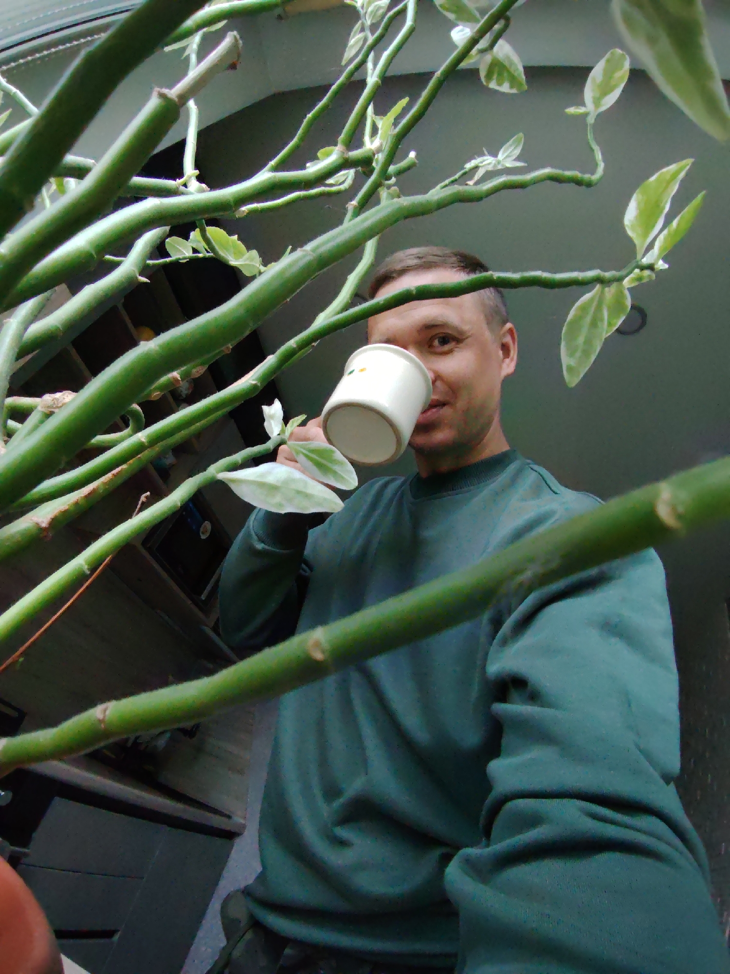 The image captures a man drinking from a mug, viewed from a unique low-angle perspective looking upwards through a dense houseplant. An adult man with short brown hair and a neutral expression looks directly towards the camera. He is wearing a dark green long-sleeved sweatshirt and holds a white ceramic mug, patterned with small, light-colored dots, to his mouth, appearing to take a drink.
The foreground and midground are dominated by the houseplant, characterized by numerous thick, segmented, bright green stems and small, variegated leaves that are light green with white edges. These plant elements frame the man's head and upper torso.
In the blurred background, behind the man, dark furniture or shelving units are partially visible, indicating an indoor setting, possibly a home or office. Hints of a window or ceiling fixture can also be seen at the top of the frame. The lighting is soft and consistent with an indoor environment, making the specific time of day indeterminate. The scene conveys a casual, everyday moment. There is no visible text in the image. The provided context states the location is Chaikovsky, Russia.