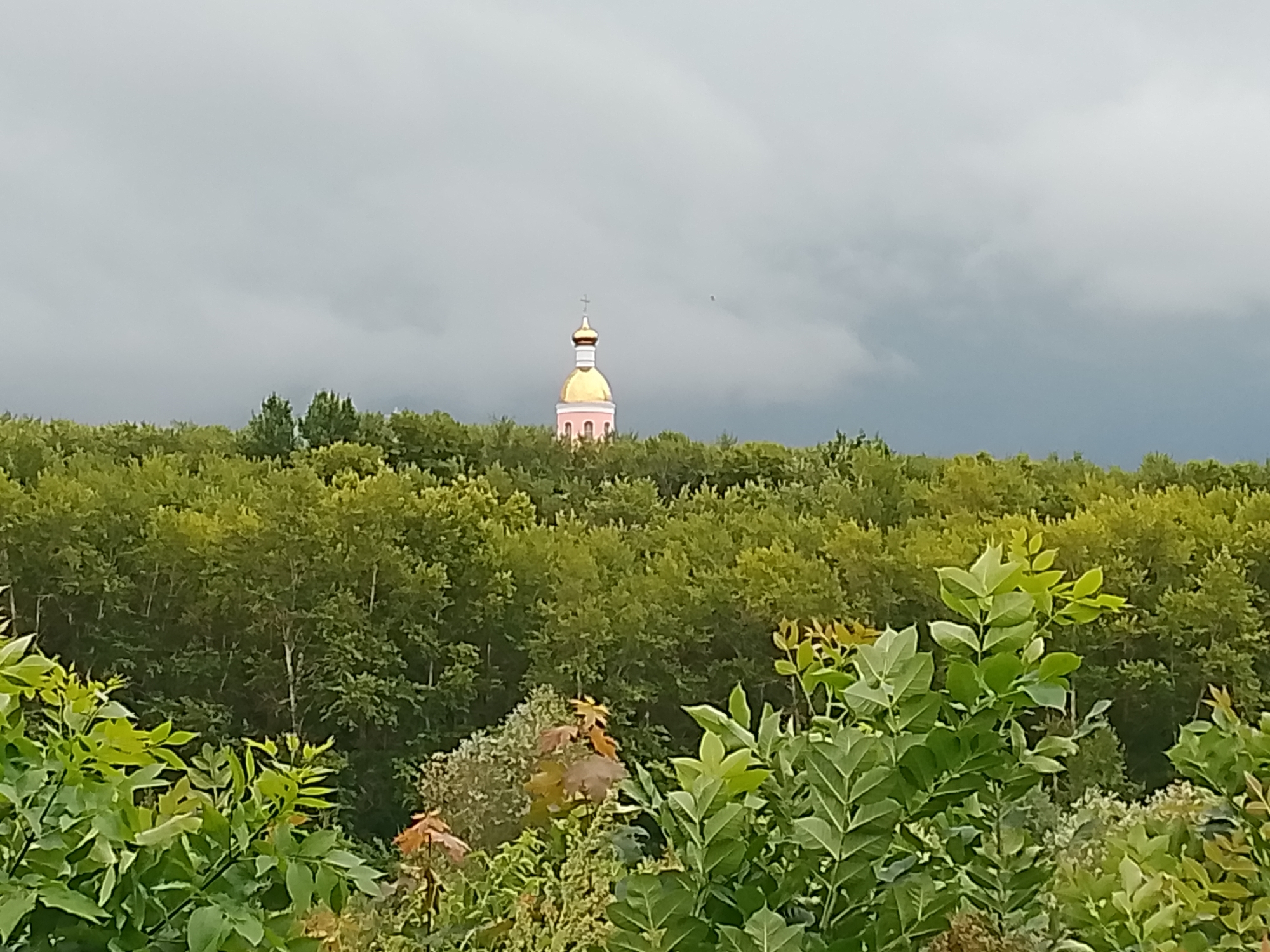 The image shows a golden-domed church tower emerging from a dense forest under a cloudy sky. The church tower is pink at its base and has a cross at its apex. The forest is lush and green, with the leaves of the trees filling the midground and foreground. The sky is overcast and gray, suggesting it might rain. The scene appears to be a tranquil and somewhat secluded location. The exact location within Penza, Russia, cannot be determined from the image alone.