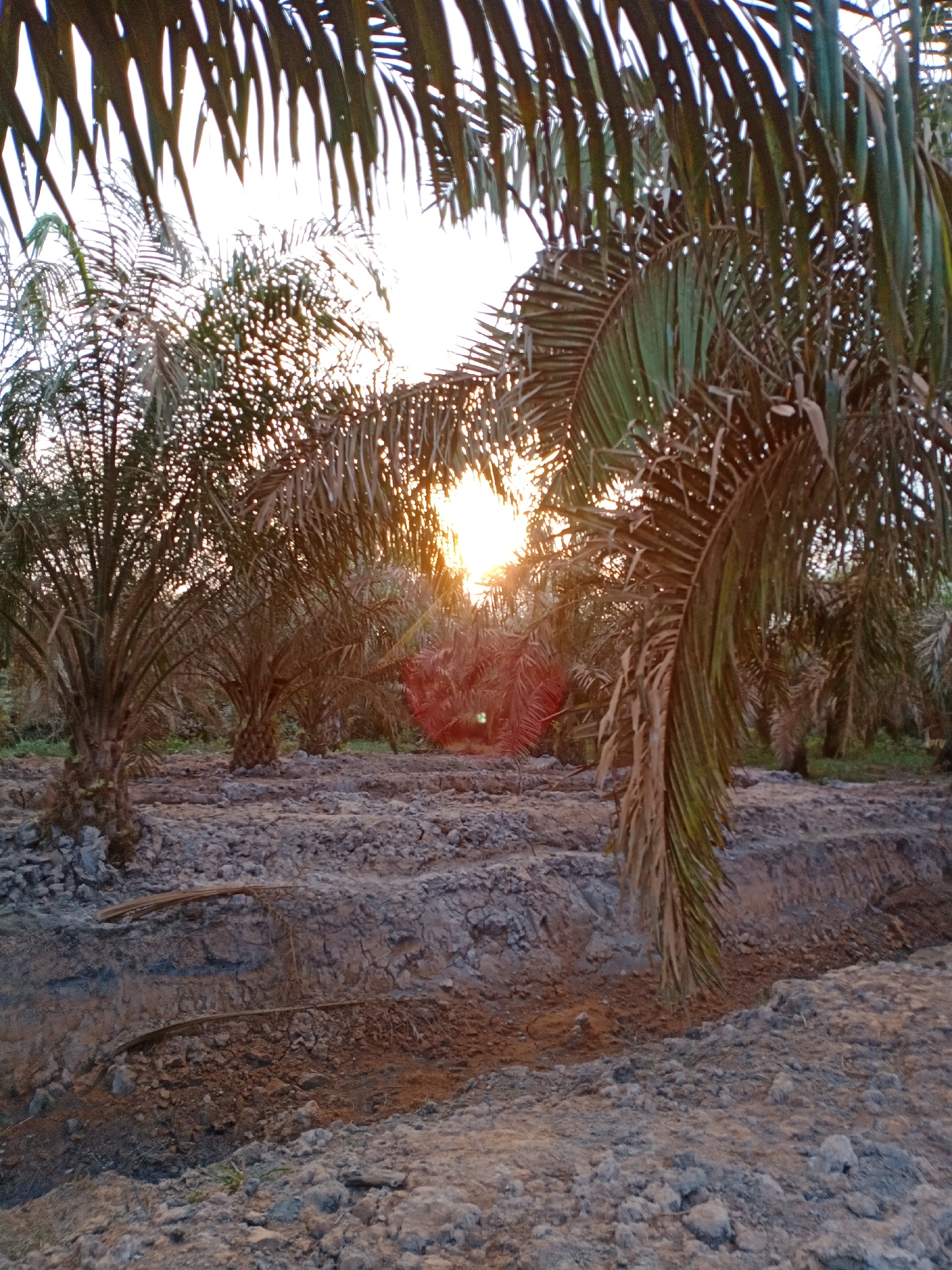The image depicts an outdoor scene of a palm tree plantation at sunset. The sun's rays are visible, filtering through the fronds of the palm trees, creating a warm, orange glow. The ground is covered in dry, cracked earth, with some areas appearing to have been recently tilled or dug. Several palm trees of varying sizes are scattered across the landscape, with their distinctive trunks and fronds silhouetted against the bright sky. The overall impression is one of a rural, agricultural setting, possibly a farm or plantation. The image does not contain any identifiable people, animals, or structures.