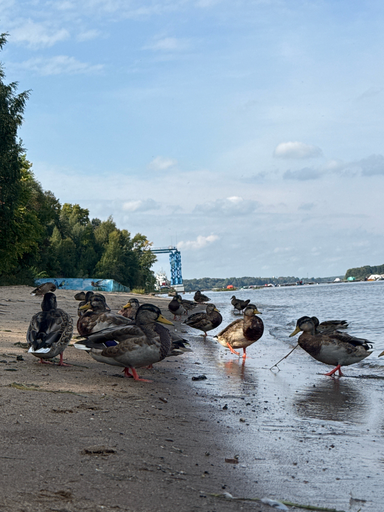 The image depicts a flock of mallard ducks on a sandy shoreline adjacent to a body of water. The ducks are varied in their plumage, with some exhibiting the distinct green heads of drakes. They are positioned on the wet sand where the water gently laps at the shore, and some are in the shallow water itself. In the background, a dense line of trees forms a backdrop to the scene, and a blue industrial structure, possibly a bridge or part of a facility, is visible further down the shoreline. The sky is partly cloudy, with patches of blue peeking through. The overall environment suggests a natural setting within or near an urban area. The location is identified as Serenovo, Russia.