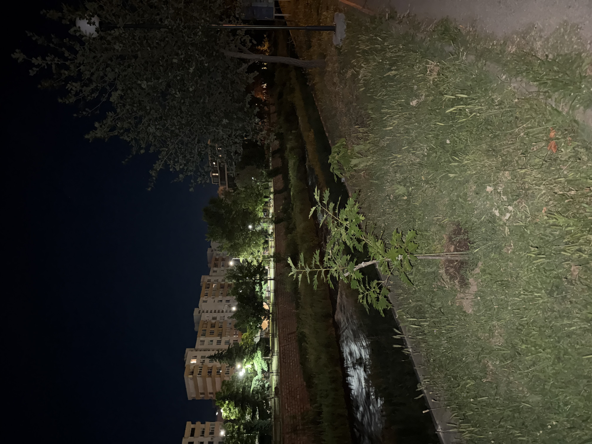 The image captures a nighttime scene in Blagoevgrad, Bulgaria. It is taken along the Blagoevgradska Bistritsa River. A young tree is planted along the concrete riverbank, with tall, overgrown grass nearby. Across the river, a low brick wall and metal fence separate the riverbank from a park area. Streetlights illuminate the trees and walking path in the park. Behind the park, there are residential buildings. The sky above is dark, transitioning from lit by the city to a nearly black night sky.