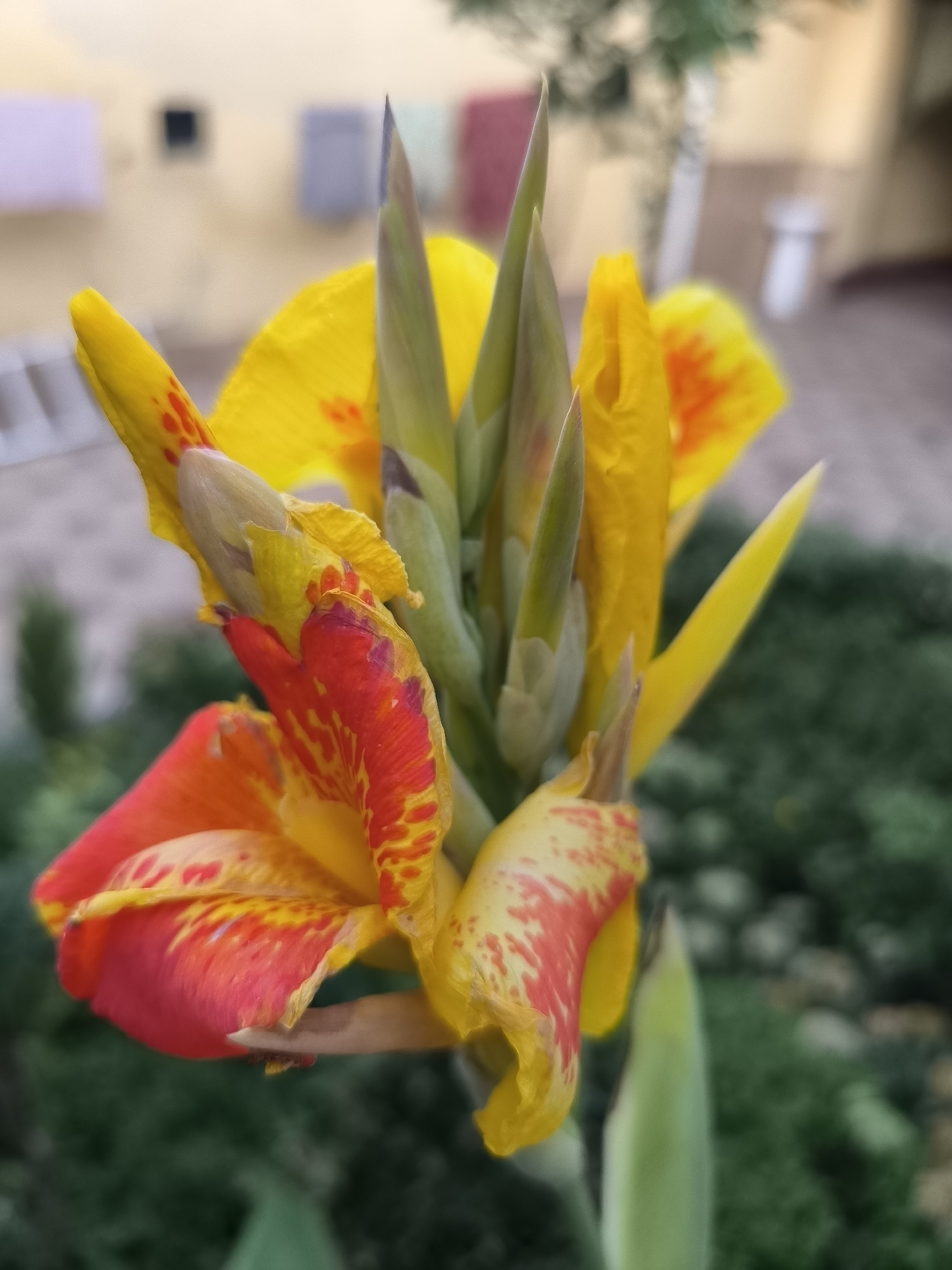 A close-up, portrait-oriented photograph captures a cluster of Canna Lily blooms with prominent yellow and red petals and green, pointed buds. The background is softly blurred, showing a muted yellow building with laundry hanging in the distance, and a dark green, leafy shrubbery in the foreground. The image is taken outdoors in what appears to be a residential or garden area. It is impossible to determine the specific location within Kokand City, Uzbekistan from the visual information provided. There are no people, actions, or interactions visible in the image.