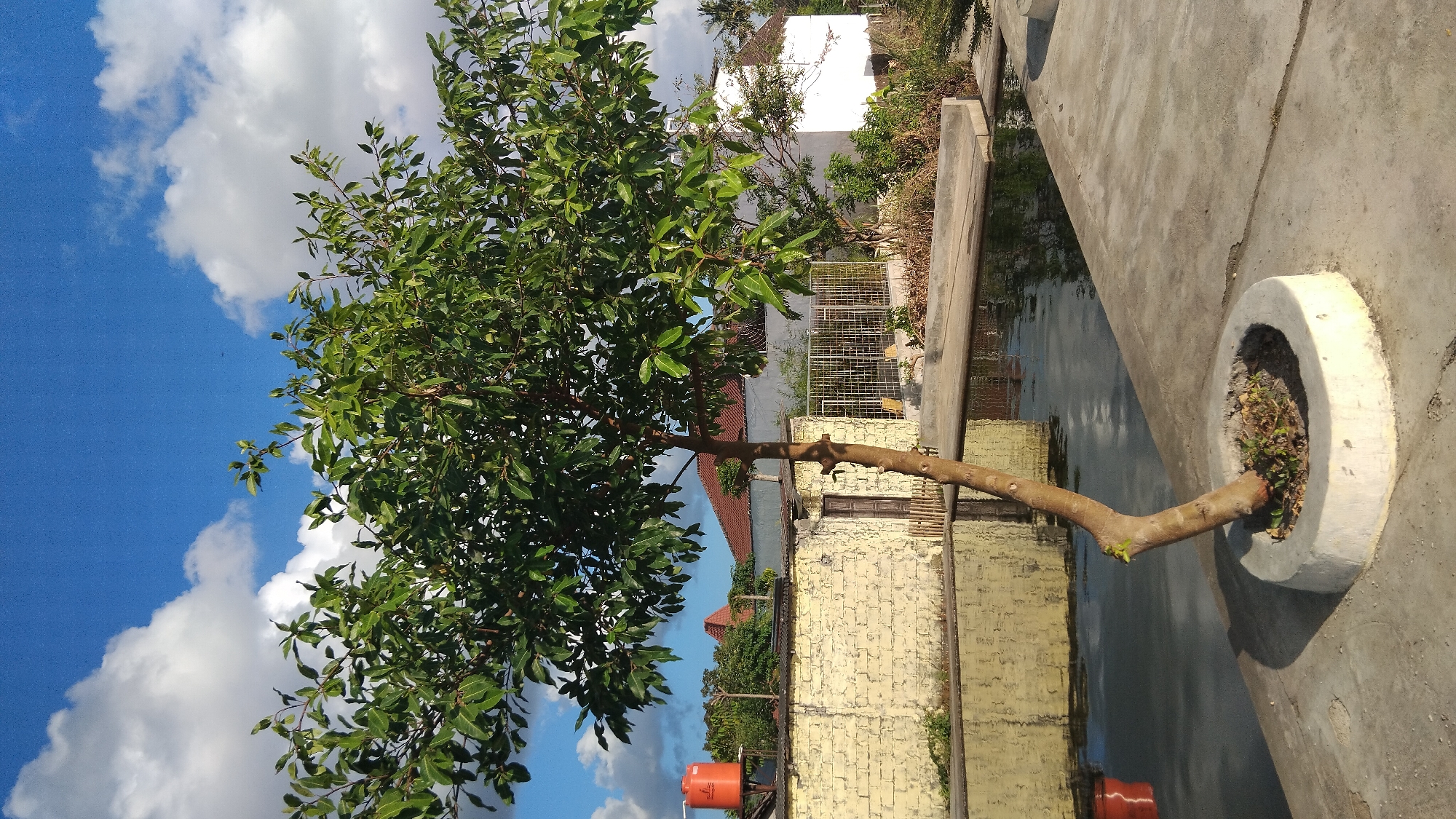 The image depicts a sunny outdoor scene in Ngaglik, Indonesia, featuring a small, leafy tree planted in a circular concrete planter. The tree has a slender, brown trunk that leans to the left and is positioned in the foreground, slightly off-center. Behind the tree, a body of water, likely a pond or pool, reflects the surrounding environment and the sky.
To the left of the pond, a light-colored, textured brick wall runs horizontally, with a simple wooden door set into it. Above the wall, an orange water tank is visible. Further in the background, various buildings with red-tiled roofs and white walls can be seen, along with a metal fence. The sky above is a vibrant blue, dotted with fluffy white clouds. The ground is paved with concrete, with the pond and the tree area integrated into this paved surface. The overall impression is of a residential or communal outdoor space.