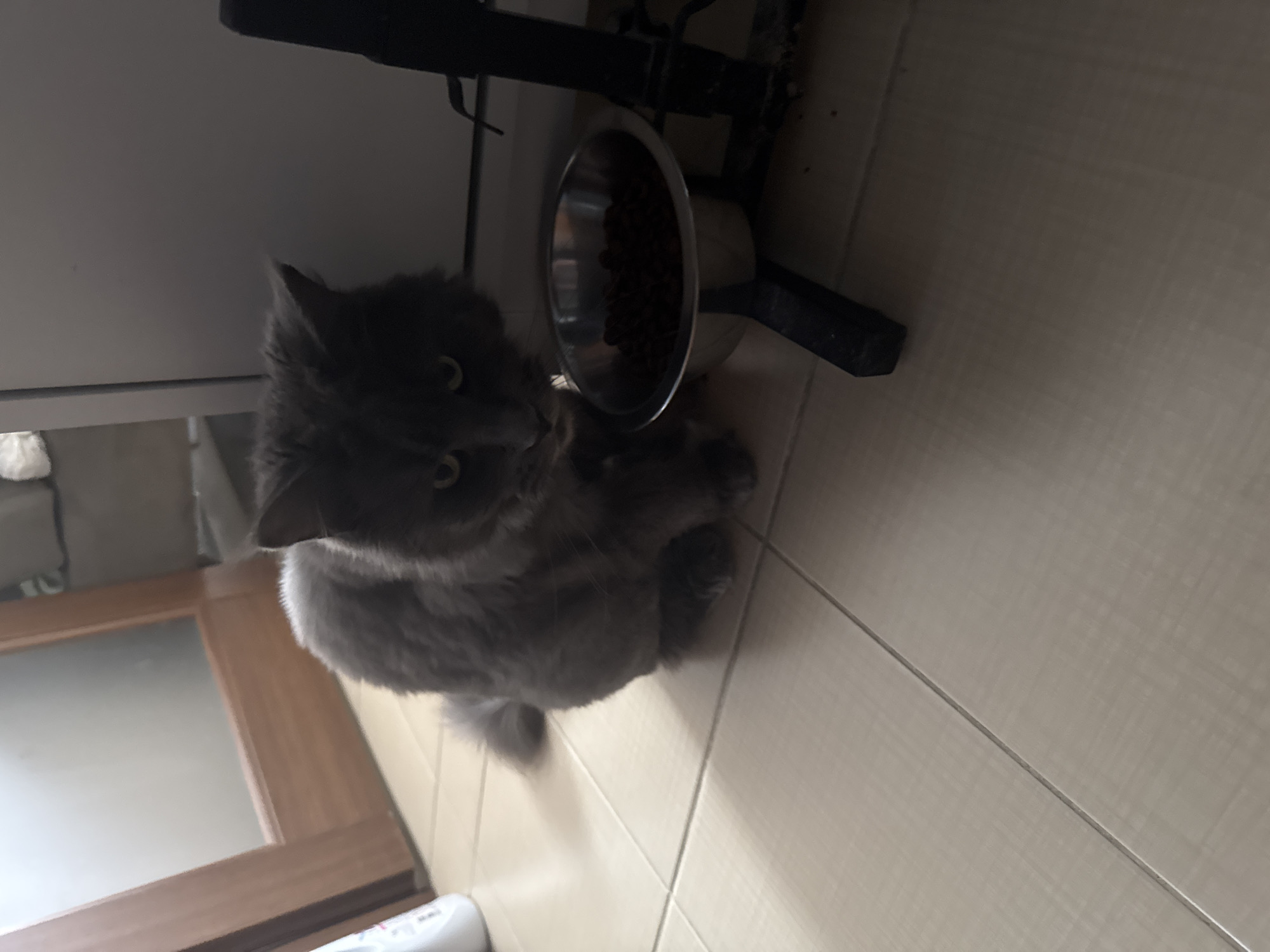 An eye-level photograph taken in an indoor setting in Gölbaşı, Turkey, captures a grey, medium-haired domestic cat. The cat is positioned on a light-colored tiled floor, facing slightly downward towards a stainless steel pet food bowl. The bowl, which contains dark-colored dry kibble, is supported by a black metal stand. The cat's eyes are visible and appear green. To the immediate left of the cat and partially cropped, a white plastic bottle is discernible. In the background, a wooden door frame with a translucent glass panel is visible, indicating an adjacent interior space. The lighting is uneven, with the right side of the frame and the foreground elements appearing darker, while the upper left background is brighter. The floor is composed of square, light-toned tiles with discernible grout lines.