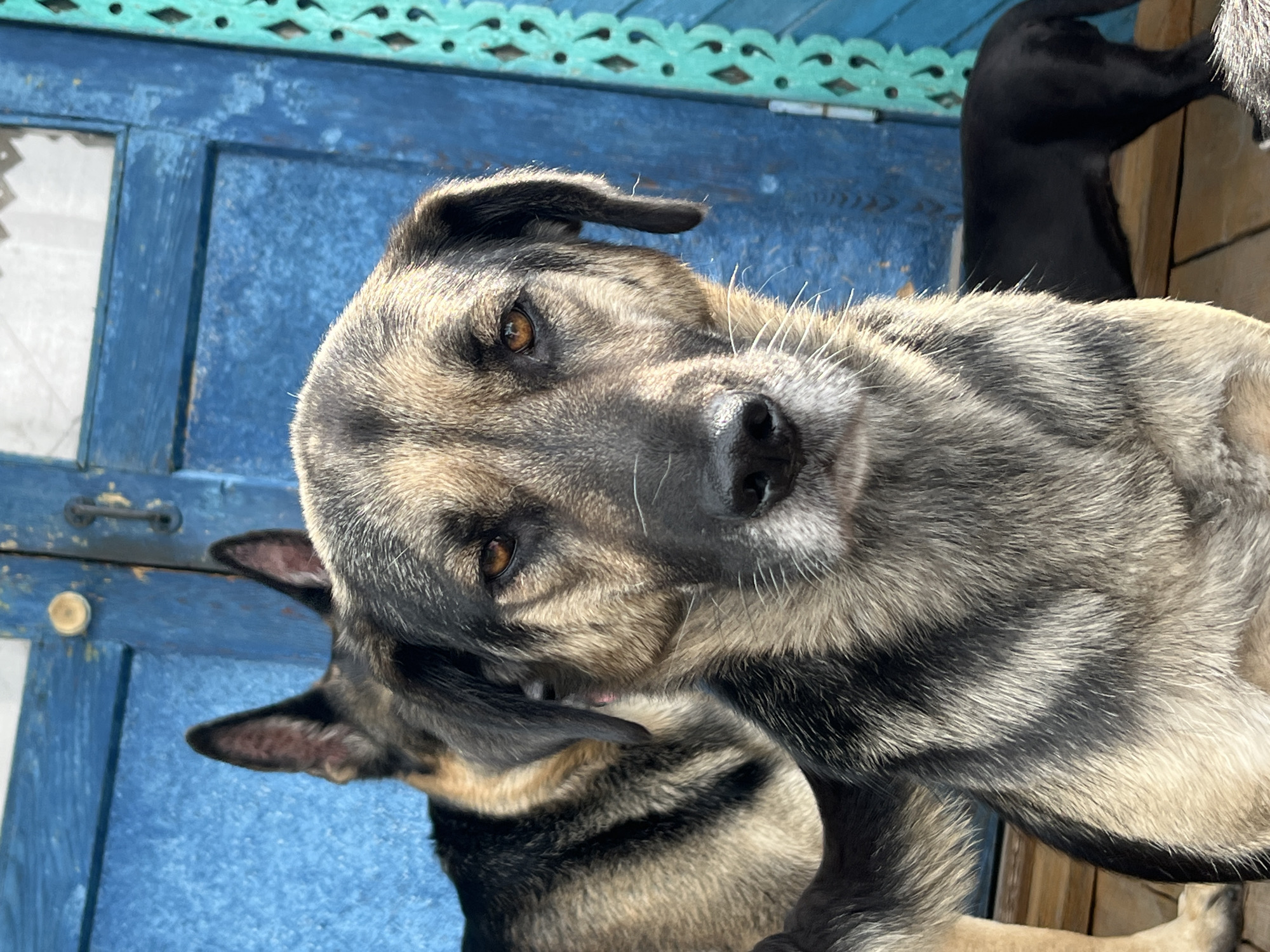 The image shows two dogs in front of a weathered blue wooden door with a decorative turquoise trim. The dog in the foreground, a German Shepherd mix, is looking directly at the camera with a neutral expression. Its fur is a mix of tan, black, and gray. Behind it, another German Shepherd is partially visible, its ears erect. To the right, a black dog is seen from the rear, standing on a wooden platform. The setting appears to be an outdoor area, possibly a porch or yard, against a backdrop of the rustic blue door. The overall impression is a candid snapshot of dogs in a rural or semi-rural environment.