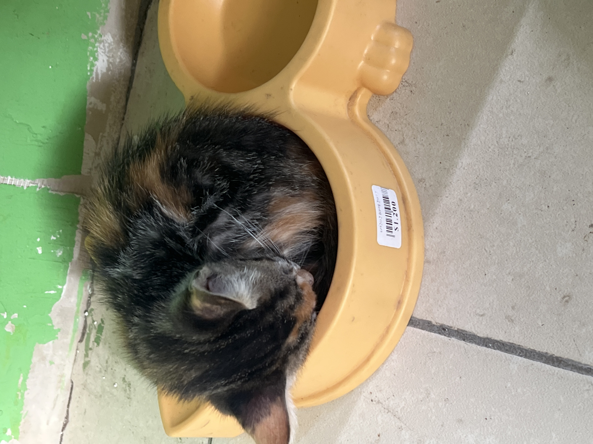 A calico cat is curled up and sleeping in one of the bowls of a yellow, plastic, double pet bowl. The pet bowl is sitting on a tiled floor in a room with a green and white painted wall. The location is Arica, Chile.