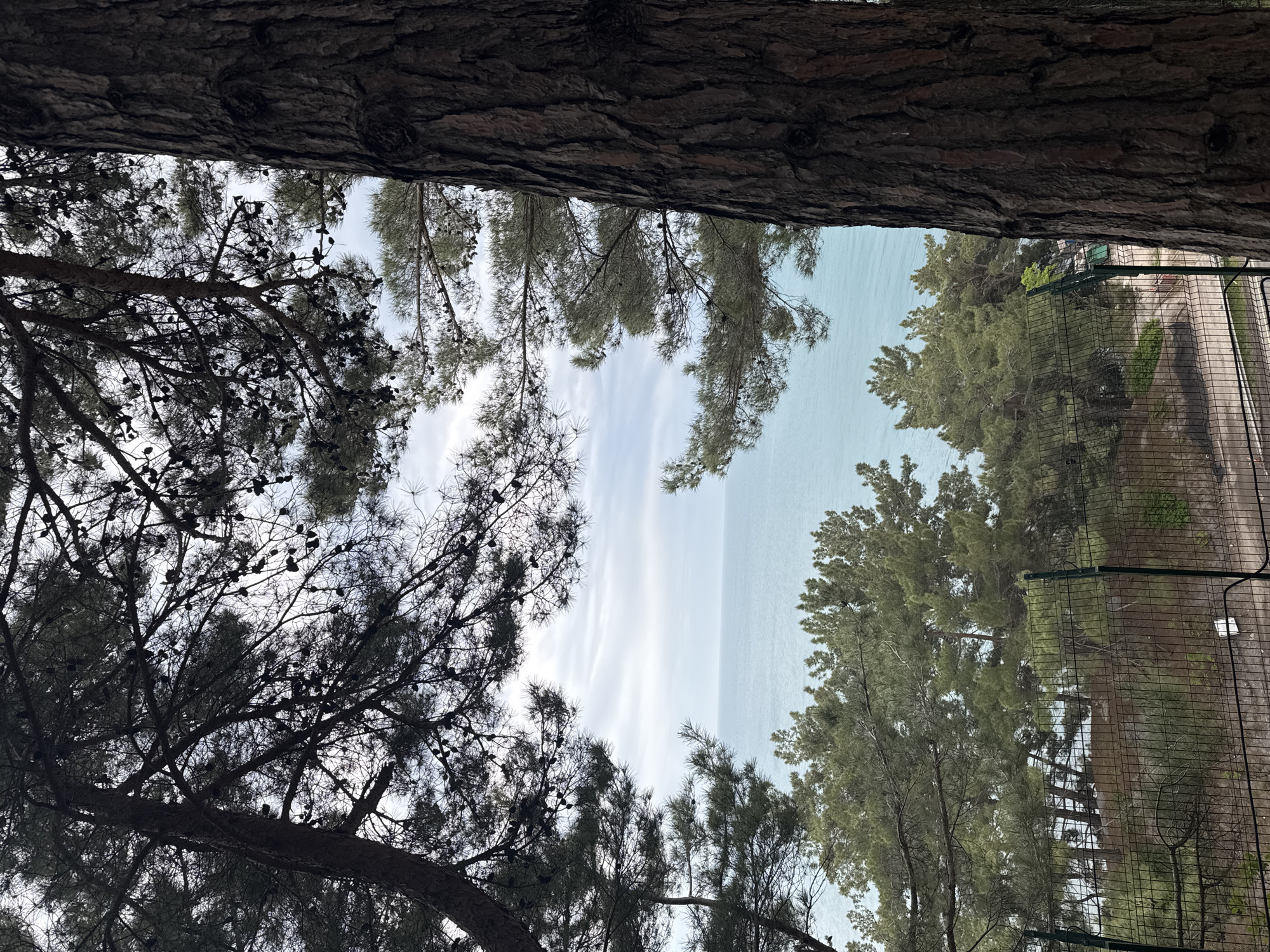 The image shows a view upwards through trees in what appears to be a park or wooded area. The location is Sosnovy, Russia. The trees frame a view of the sky and a body of water, likely a sea or lake. On the right side of the frame, there is a fence bordering a paved pathway or road. The trees are a mix of coniferous and deciduous types. The sky is light blue with some cloud cover.