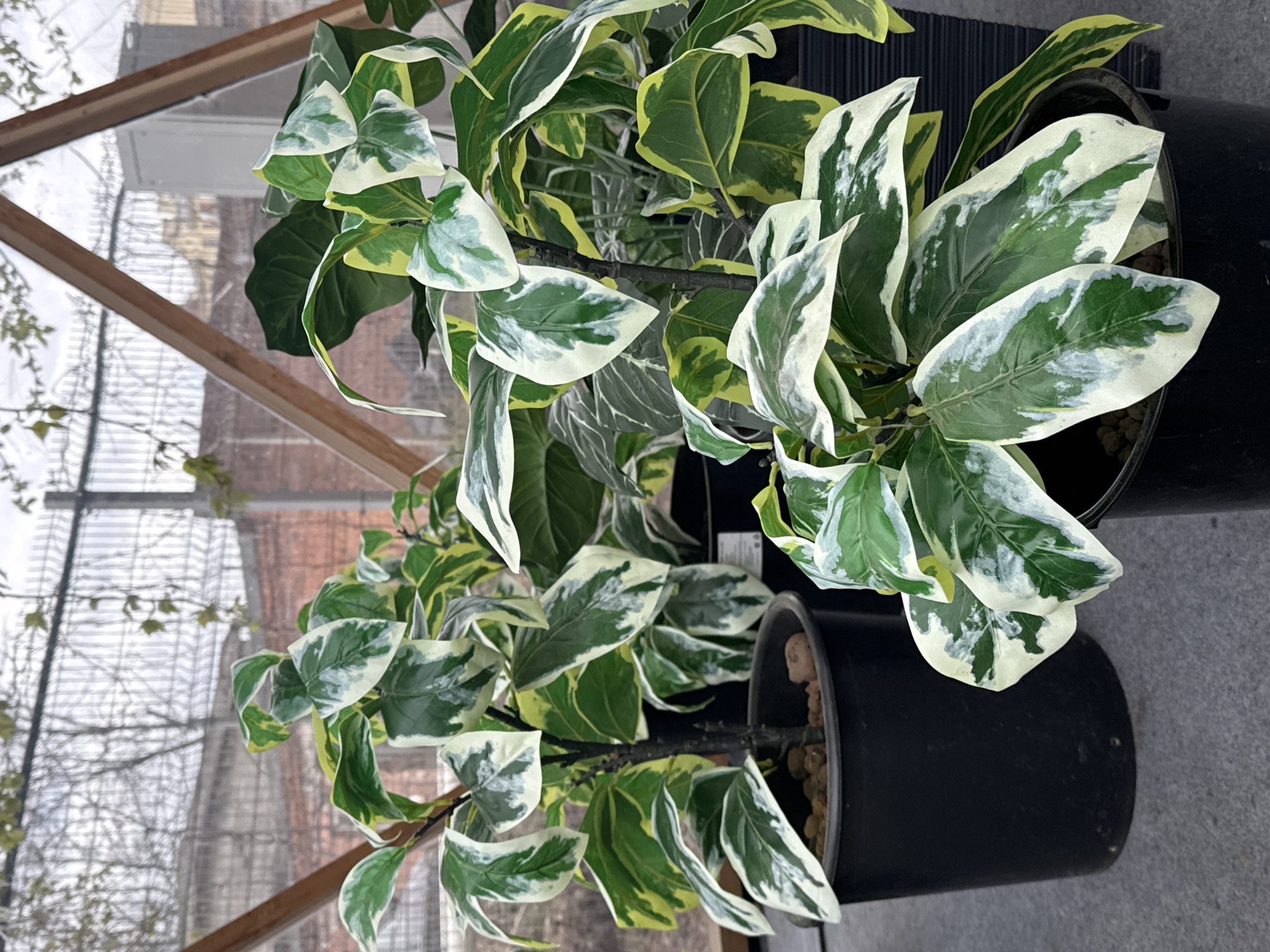 Here is a description of the image:
The image shows two potted variegated Ficus plants in what appears to be an indoor setting, potentially a greenhouse or conservatory. The plants are in black plastic pots and have green and white variegated leaves. The plants are positioned on a gray surface. In the background, through a window or glass structure, an exterior scene is visible with brick buildings and bare trees. The image is taken at an angle, giving an overhead perspective of the plants. The overall environment suggests a controlled, indoor botanical display. There is no identifiable evidence to determine the exact location in Saint Petersburg, Russia.