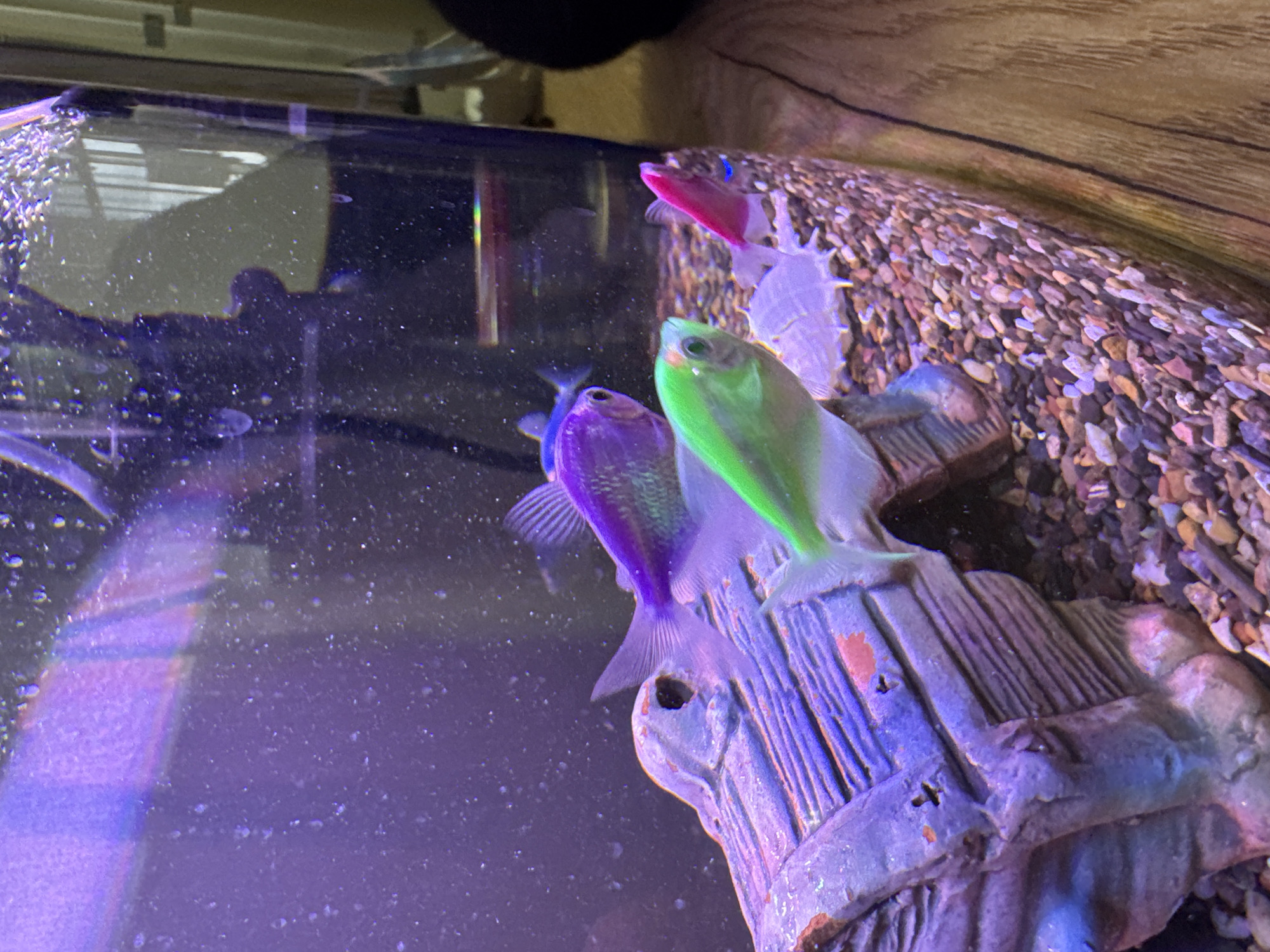 The image depicts an illuminated aquarium containing several genetically modified fluorescent fish, commonly known as GloFish. Three fish are prominently visible in the foreground: a vibrant green fish positioned centrally, a purple fish above and slightly behind it, and a pink fish partially obscured on the right. At least one additional purple fish is visible further in the background. The fish exhibit a streamlined body shape typical of species like Tetras.
A sculpted, log-like or treasure chest-style decoration, appearing aged with purple and faded orange tones, rests on the gravel substrate at the bottom left. The tank bottom is covered with multi-colored gravel composed of various shades of brown, grey, white, and purplish pebbles. The water appears active with numerous small, illuminated particles, likely detritus or air bubbles, under a dominant blue/ultraviolet light source that enhances the fish's fluorescence. Reflections and refractions are visible on the tank's transparent walls, along with some internal surface deposits or imperfections.
To the right of the aquarium, a wooden floor with vertical planks is visible, along with an indistinct dark object and a blurred background suggesting indoor furniture or a wall. The image provides no discernible information to determine its geographical location, such as a city like Chaikovsky, Russia.
