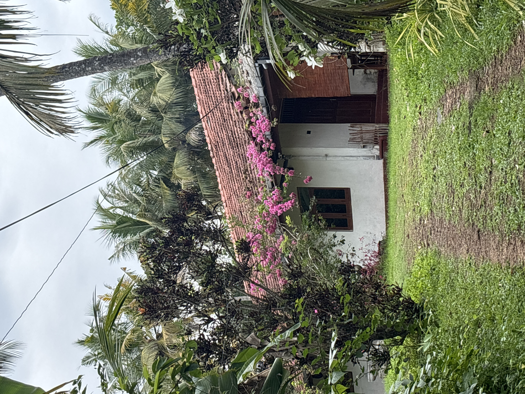 The image depicts a house in Thalaramba, Sri Lanka. The house is single-story with a tiled roof. Bougainvillea flowers grow on the roof. The walls are white. It has a wooden window and doors. The house is surrounded by greenery, including palm trees and bushes. There is a grassy path in front of the house.