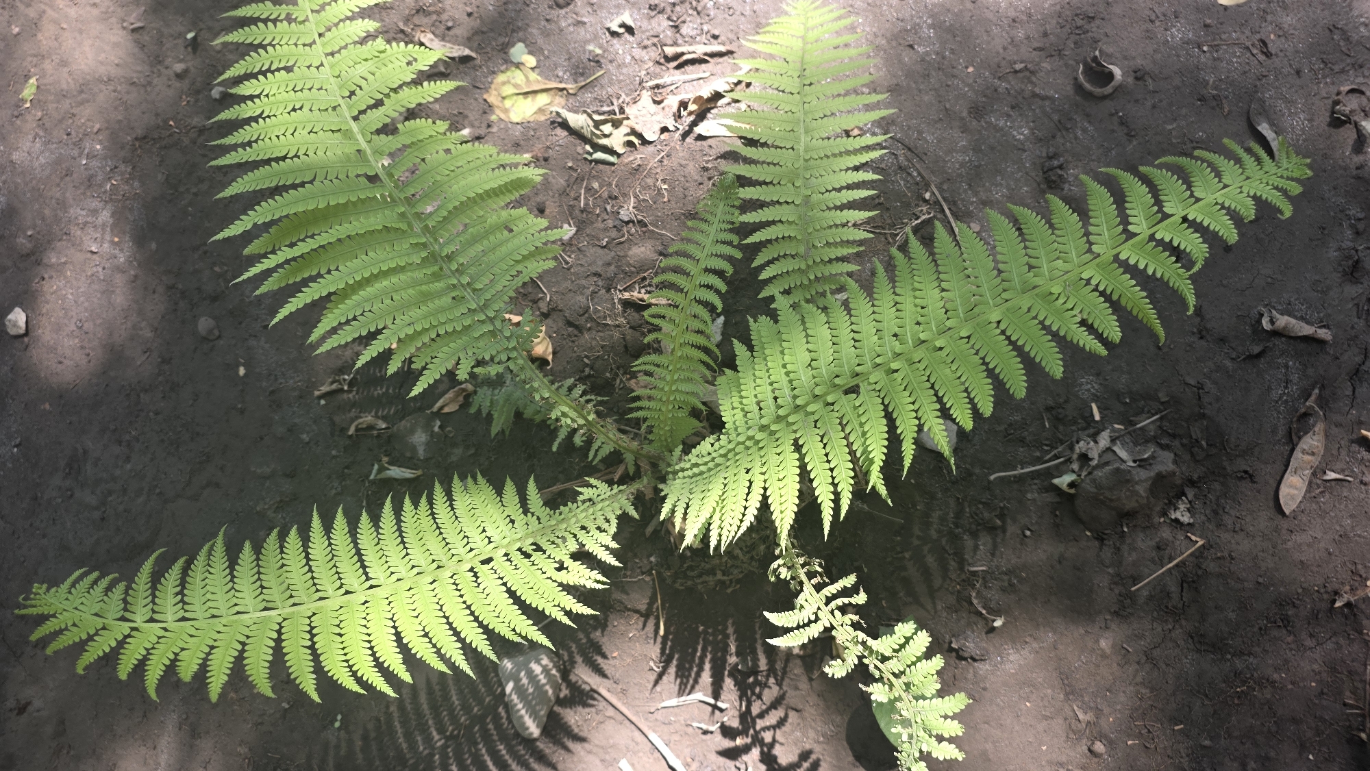 In the city of Tokmok, Kyrgyzstan, a close-up aerial view captures a patch of soil with several vibrant green fern fronds emerging from it. The soil appears dark and slightly damp, with small pebbles, dry leaves, and twigs scattered across its surface. Sunlight casts distinct shadows from the ferns and surrounding vegetation onto the ground, creating a pattern of light and shade. The ferns are the central focus, their delicate, serrated leaflets fanning out in a radial pattern from their stems, indicating natural growth in an outdoor environment. No people or animals are visible in the scene.