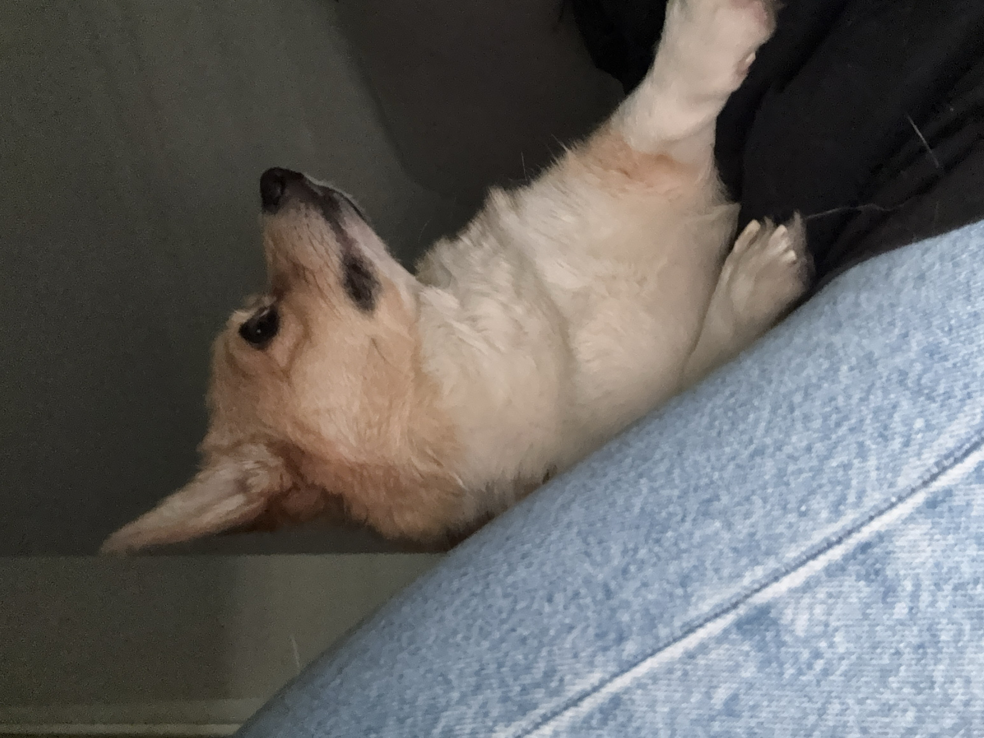 A cream and tan corgi puppy is lying on its back. It's situated between the dark grey/black of an item like a blanket or couch and a light blue denim material, likely jeans. The puppy is looking upwards. The location cannot be determined.