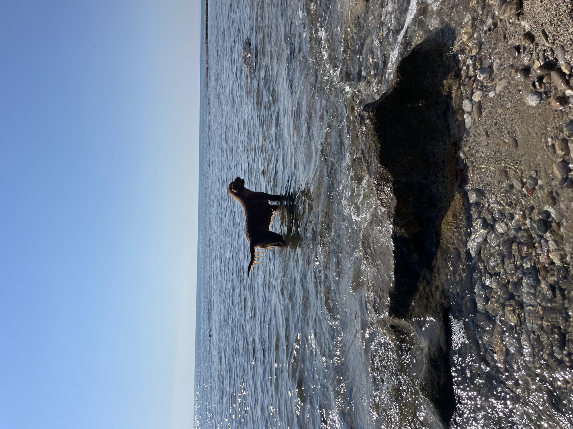 A brown dog stands in shallow, clear water at the edge of a rocky coastline under a clear blue sky. The dog is facing left, with its body angled slightly away from the viewer. Its hindquarters are submerged in the water, with the water level reaching its belly. The dog's tail is held up and appears wet, with strands of hair sticking out. The water is calm, with small ripples and sunlight glinting off its surface. In the foreground, there are several large, dark rocks and a beach covered with pebbles and sand. The horizon line between the sea and the sky is sharp and distinct. The overall scene suggests a natural, outdoor environment.