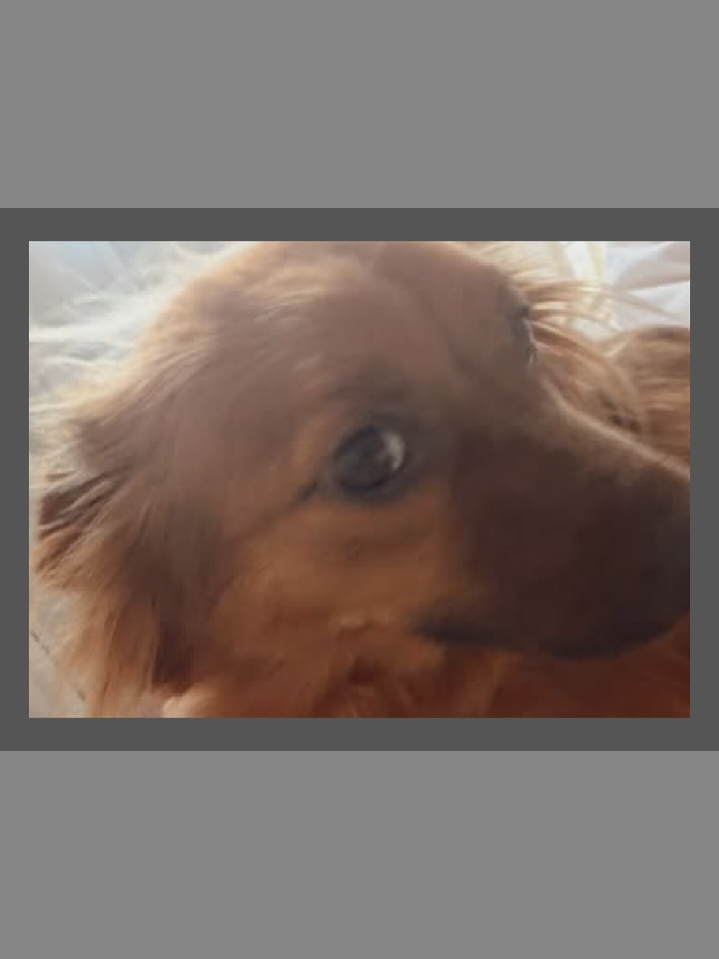 A close-up, slightly blurry, eye-level, medium shot shows the head of a golden-brown dog with long fur. The dog is lying on its side with its head turned towards the viewer. The fur is wispy and frames the dog's face. The dog's left eye is visible, a dark pupil surrounded by a lighter iris, with a faint reflection. The rest of the dog's face is blurred, but the snout appears to be to the right of the frame. The background is a soft, white surface, likely bedding, with some subtle light rays suggesting an overhead light source. The dog's fur is a warm, reddish-brown hue.