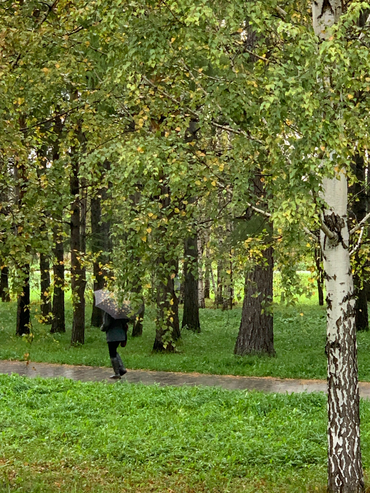 A person walks under an umbrella along a wet path in a park. The person is wearing a dark coat and dark pants. The path is surrounded by lush green grass and trees with green and yellowing leaves. The overall mood is serene and slightly melancholic, possibly due to the overcast weather implied by the umbrella and wet path. This scene is set in Prokopyevsk, Russia, a city known for its coal mining industry and surrounding natural landscapes, suggesting this is likely a public park within the city.