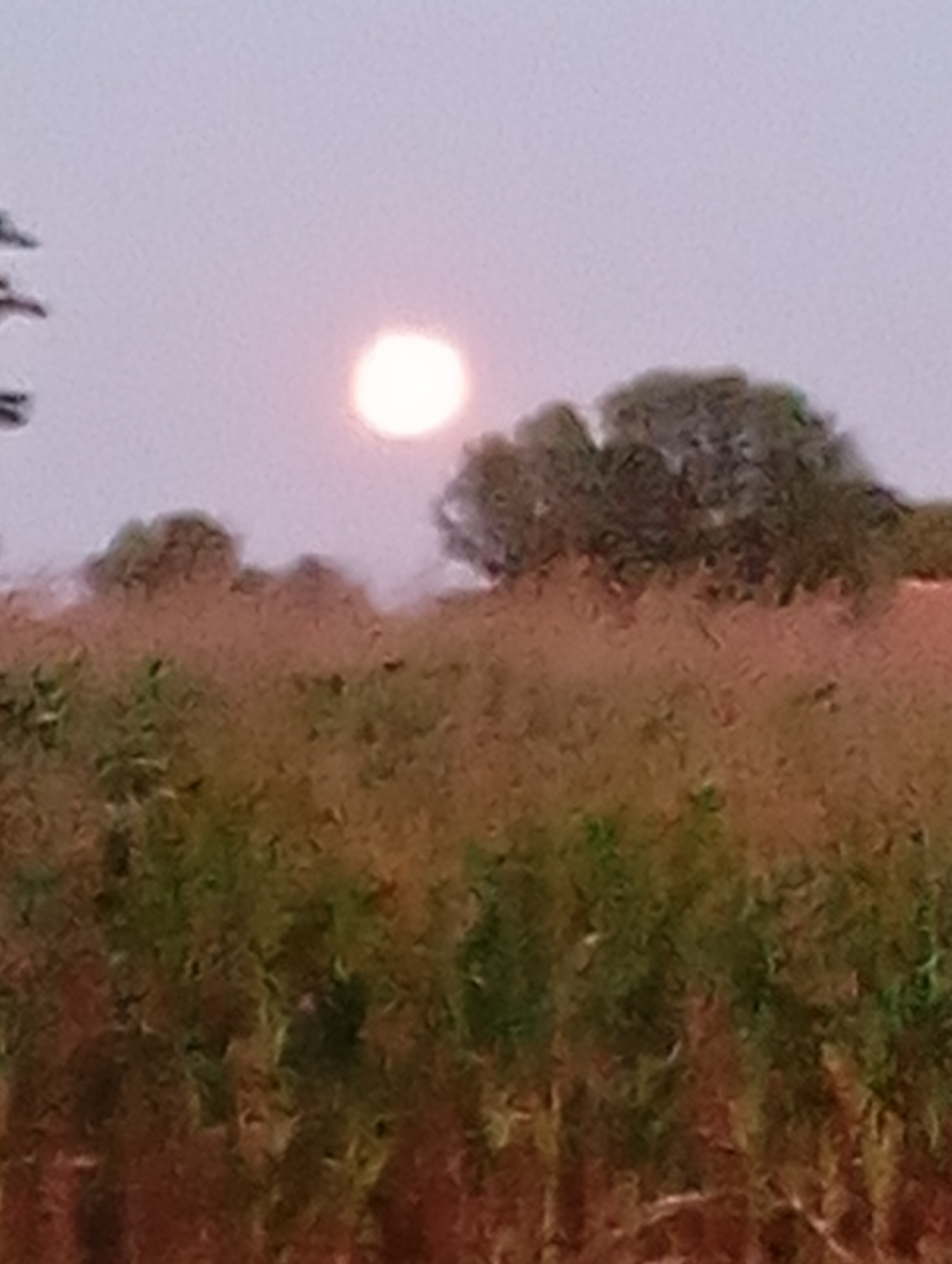The image is a low-resolution, dimly lit photograph of a landscape at dusk or dawn. In the upper portion of the image, a pale, luminous orb, likely the moon, is visible against a pale purple sky. Below the sky, the tops of trees and vegetation are silhouetted. The foreground is dominated by a dense field of dry, reddish-brown grass with some green foliage interspersed. The overall impression is one of a rural or natural setting. The image is heavily pixelated, which obscures fine details and makes it difficult to discern specific features. The location is noted as Unknown, Unknown.