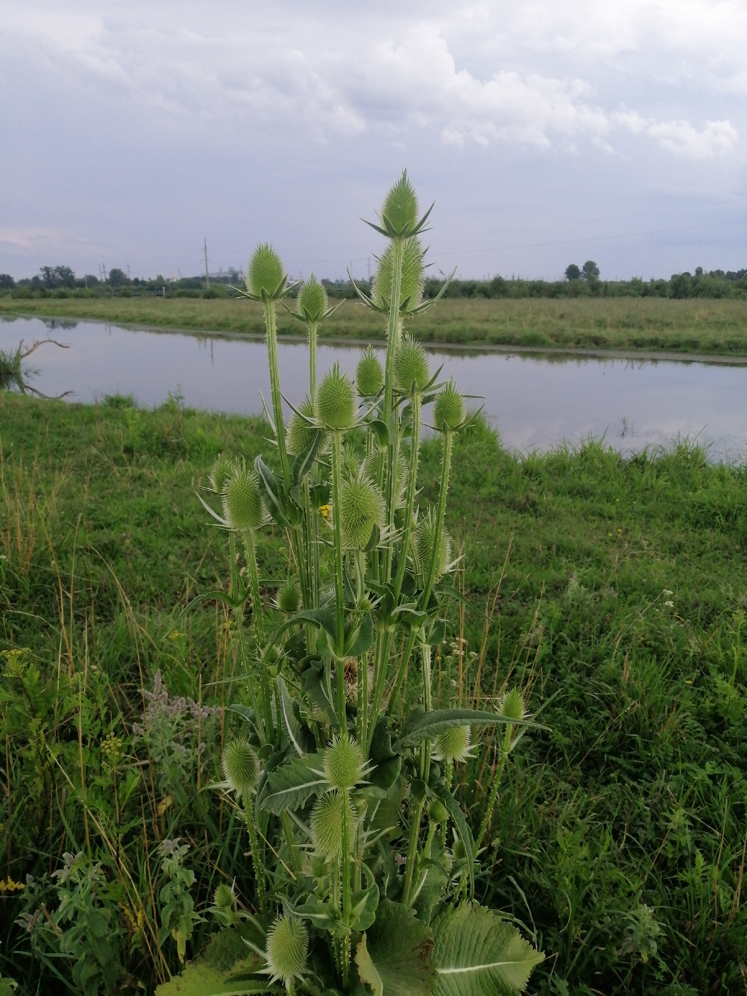 In the city of Krasnoluka, Ukraine, an image captures a close-up view of a wild teasel plant with its characteristic spiky flower heads, standing tall amidst a field of green grass. Behind the plant, a calm body of water reflects the overcast sky, with a distant line of trees and utility poles marking the horizon. The overall scene depicts a natural, slightly overgrown environment under a cloudy sky.
