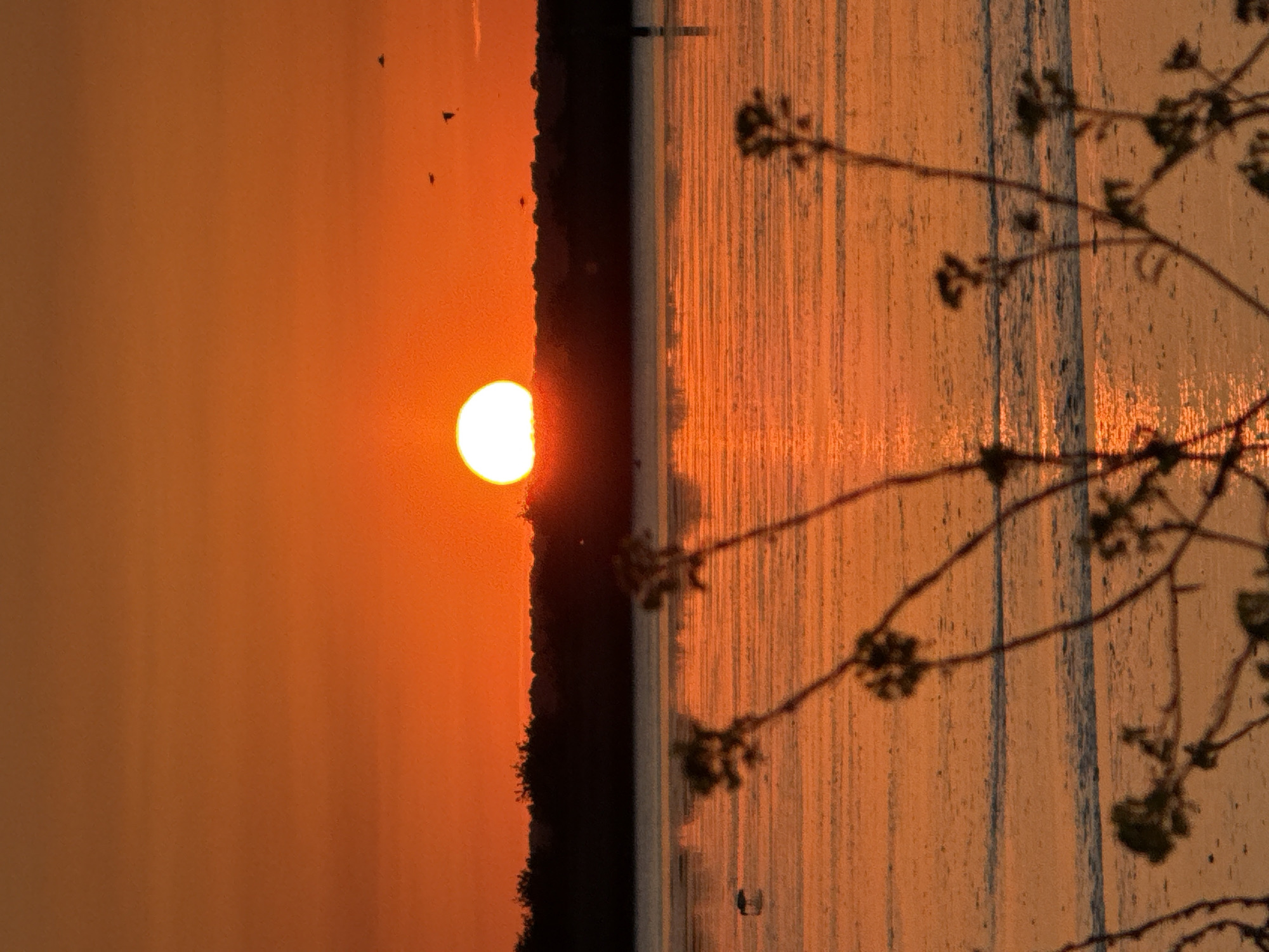 The image shows a sunset over water, with a treeline silhouetted against the orange sky and sun. The sun is low on the horizon, partially obscured by the treeline, creating a bright glow. The water reflects the orange light, and there are vertical blue lines on the right side. Branches with budding leaves are visible in the foreground. Small dark birds are silhouetted against the sun. This scene depicts a sunset over water. The location is possibly near a body of water and vegetation, perhaps in the vicinity of Great Yarmouth, United Kingdom. There are no visible people or specific actions.