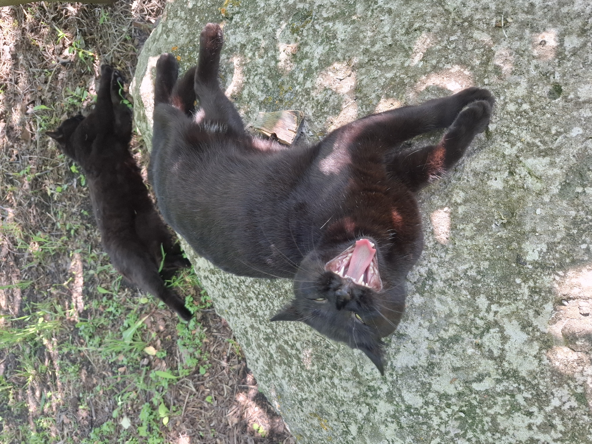 A black cat lies on its back on a flat, mottled gray rock, its mouth open in a wide yawn. Another black cat is partly visible in the lower left of the frame, lying in a patch of grass and dry leaves near the edge of the rock. The scene appears to be outdoors in a shaded area. Location: Khlevnoye, Russia.